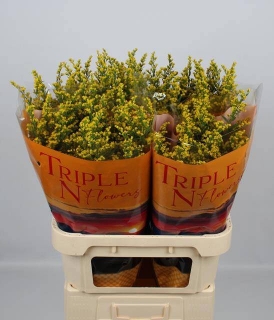 Солидаго Санни Глори 80, шт.