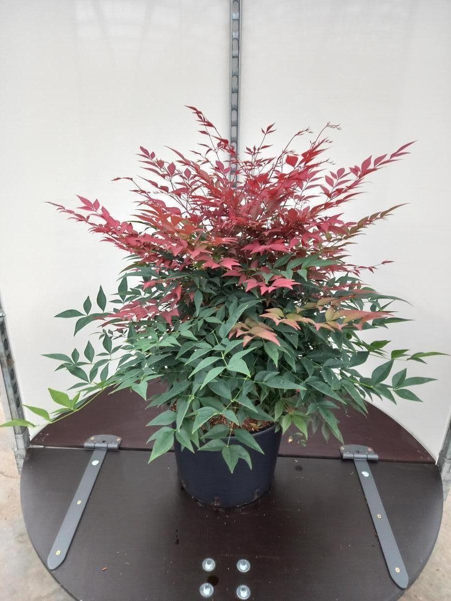 Nandina d. Obsessed, D 40