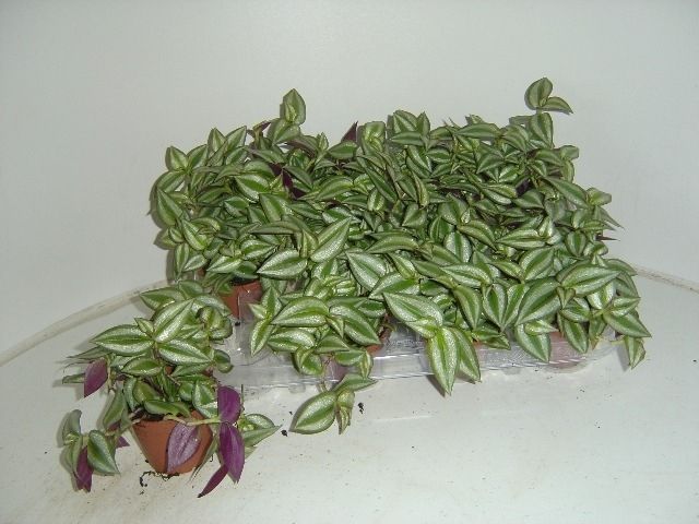 tradescantia zebrina 7,5cm, D 7