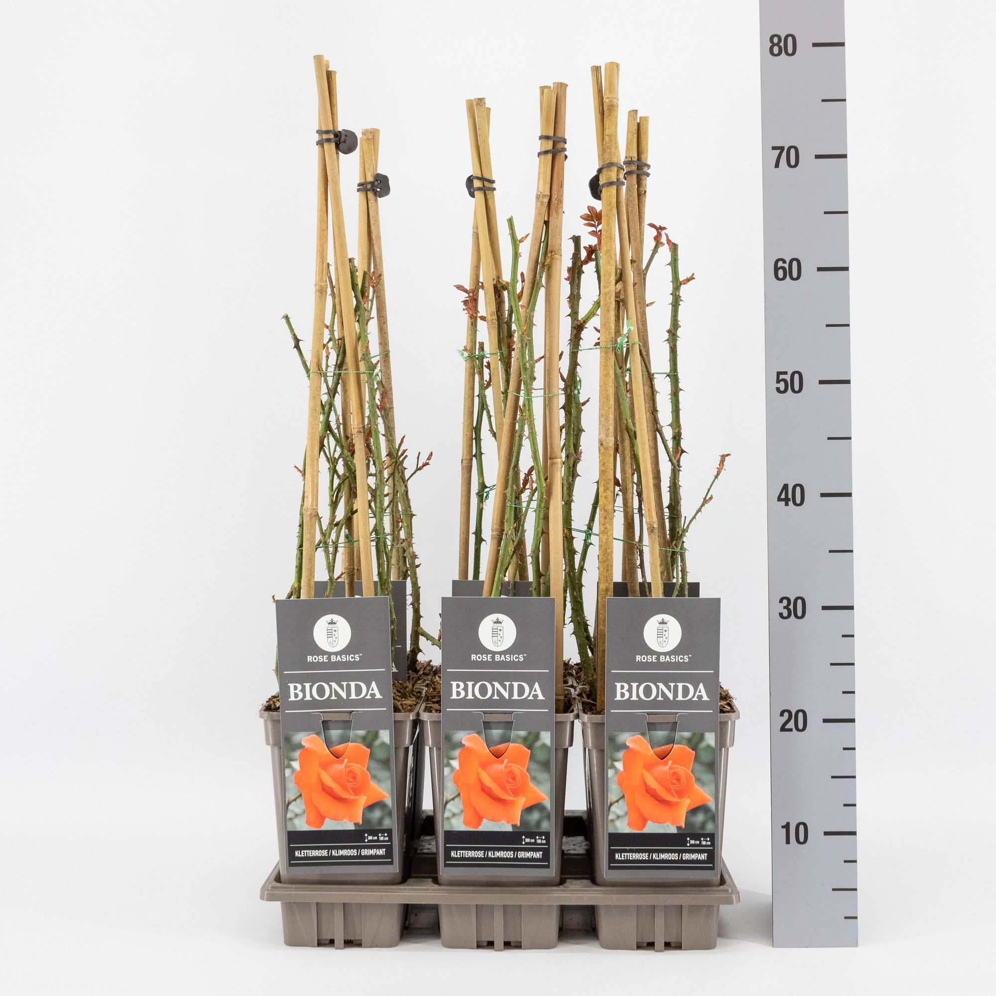 Rosa (K) Bionda, C3, 3 stok 75cm, D 17