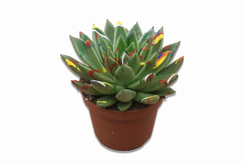 Miranda + Splash, D 10,5