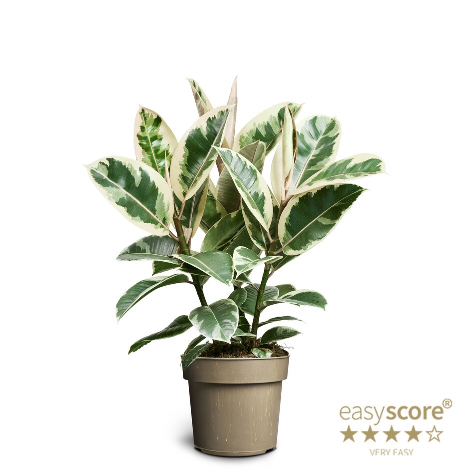 Ficus elastica ´Tineke´, D 17 cm Ficus elastica ´Tineke´, D 17 cm