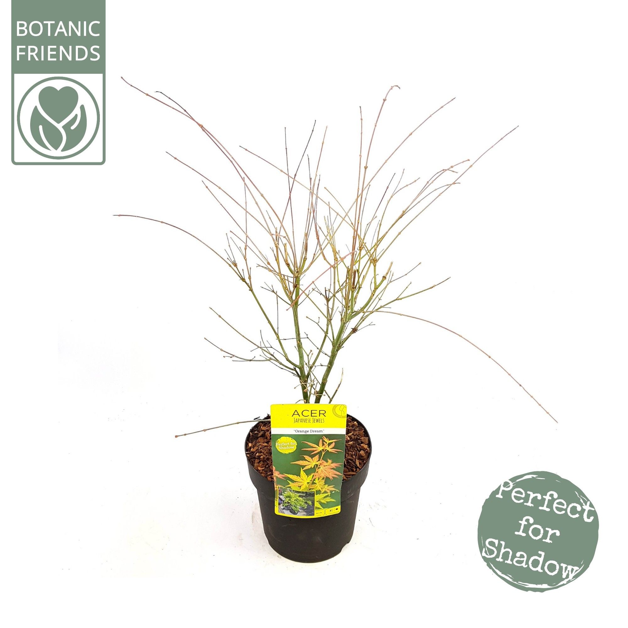 Acer palm. 'Orange Dream', D 24