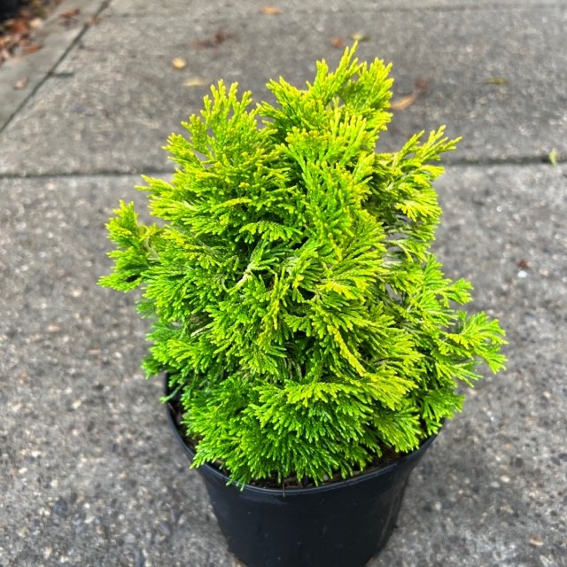 Chamaecyparis obtusa 'Gold Post', D 19