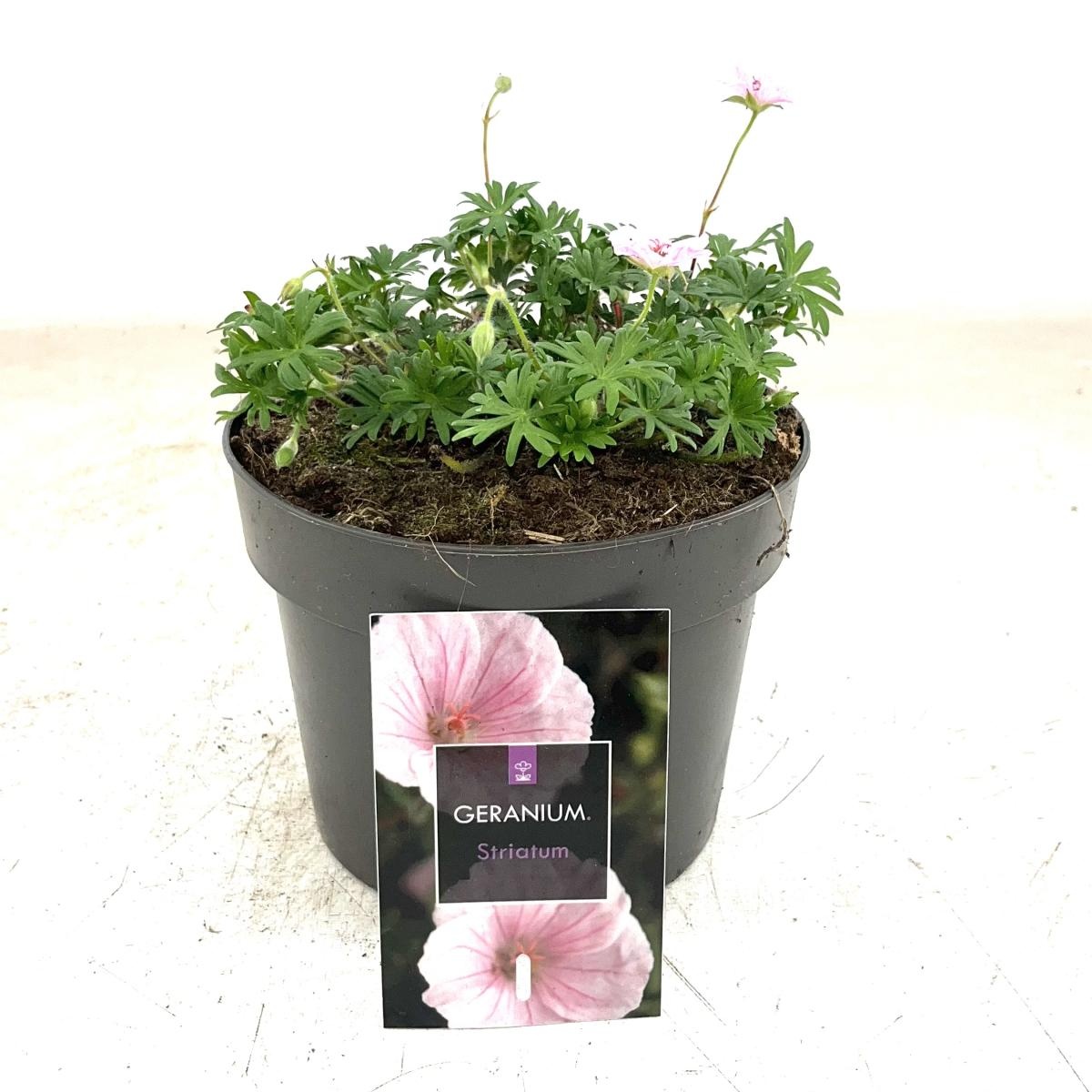 Geranium sanguineum striatum, D 17 cm