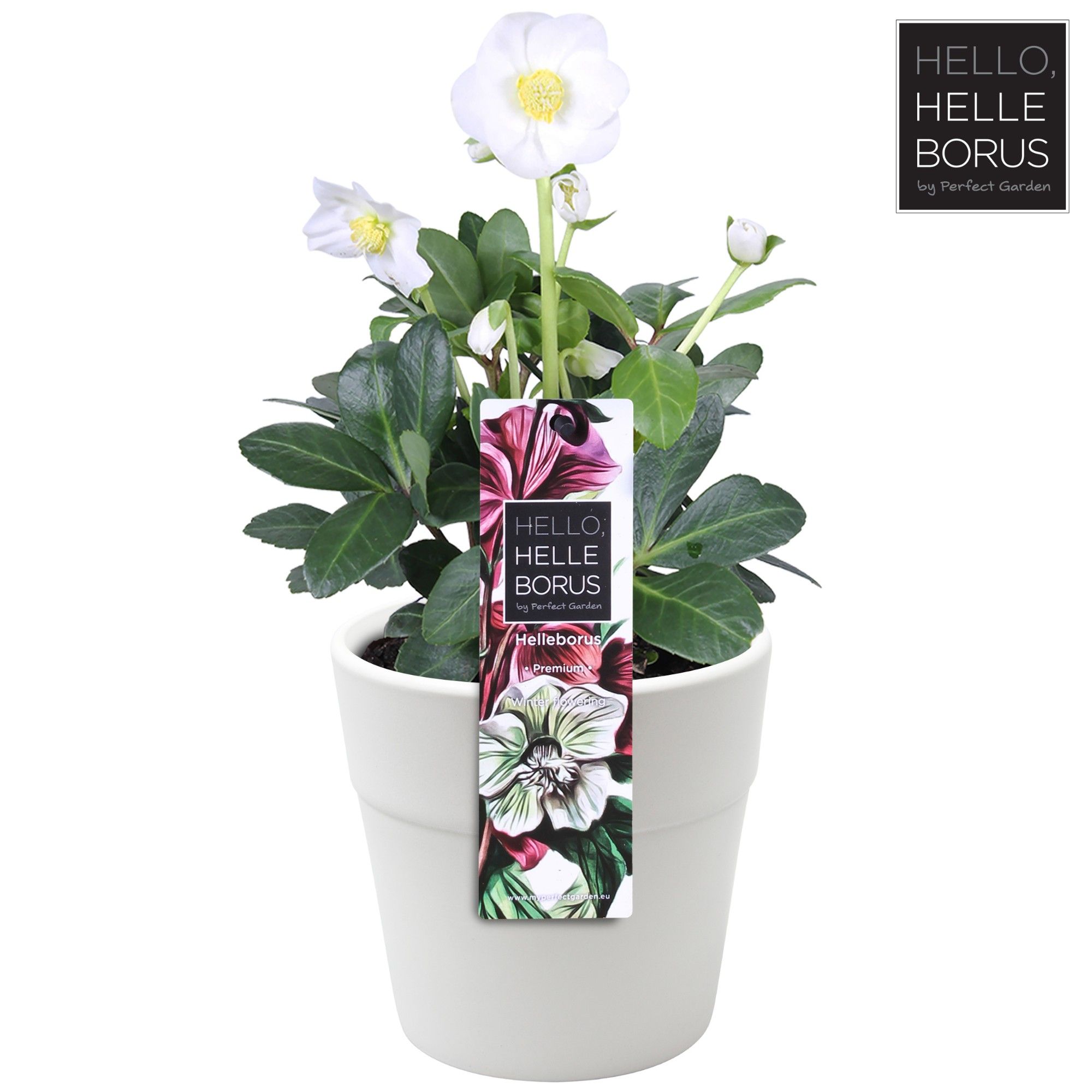Helleborus niger 'Christmas Carol' (White Ceramic) P12, D 12 cm