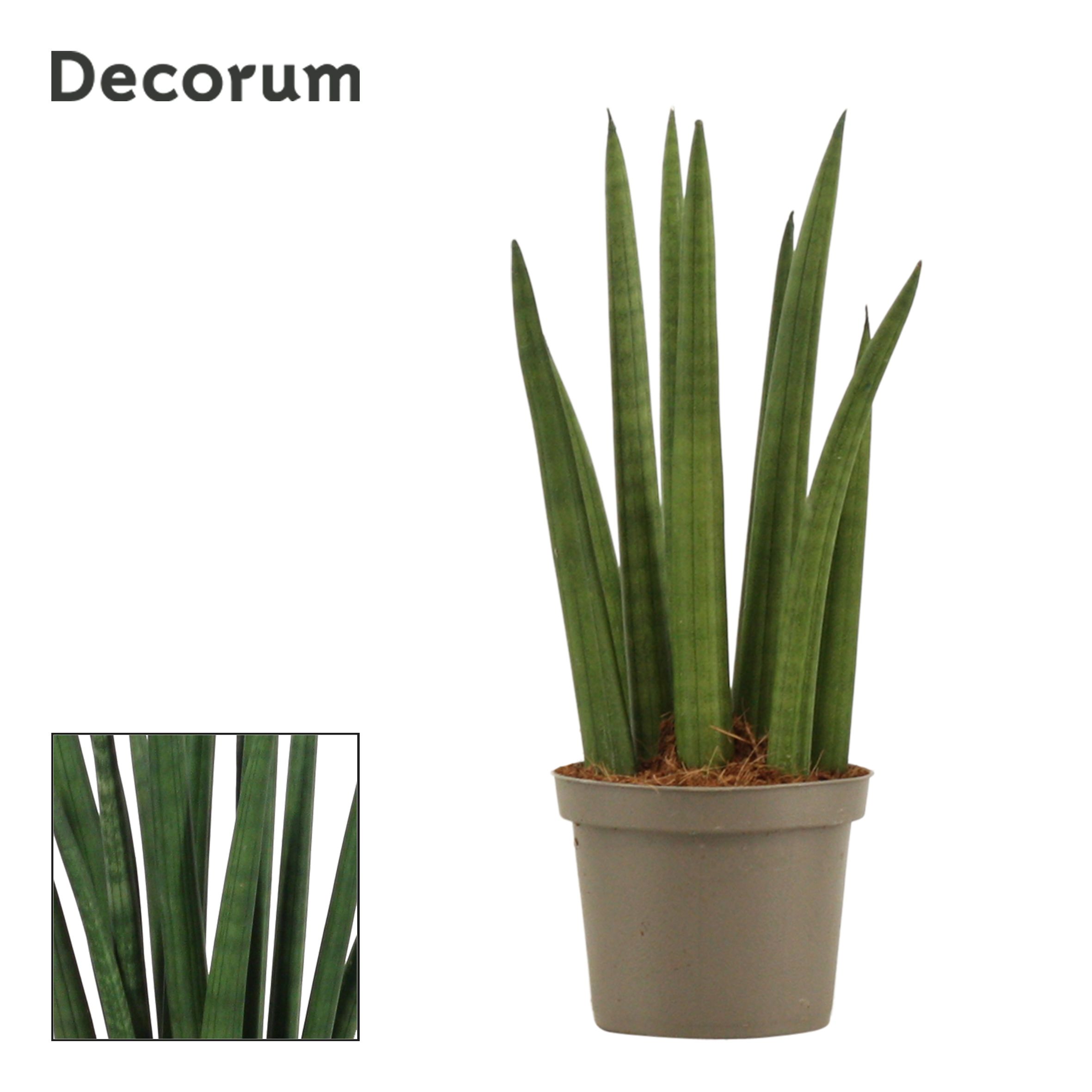 Sansevieria Cylindrica 9 cm Rocket (Decorum), D 9