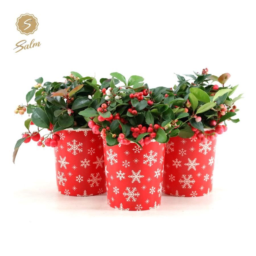 Gaultheria pr. 'Big Berry'® P10 in Cup X-mas Deco, D 10 cm