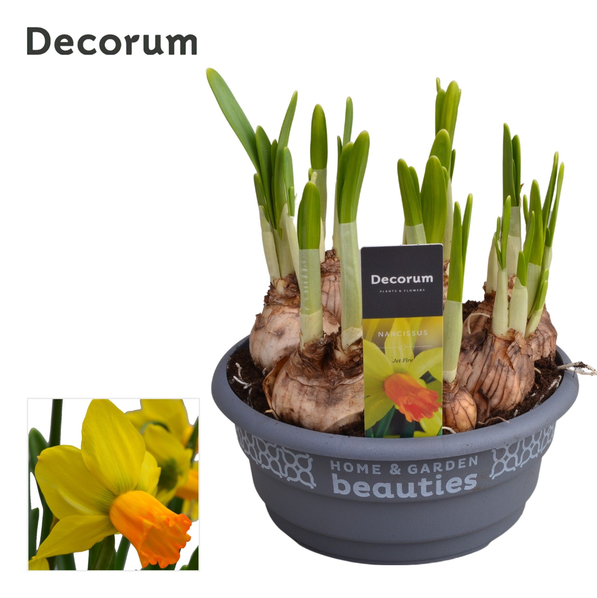 Narcis Jetfire, D 16 cm