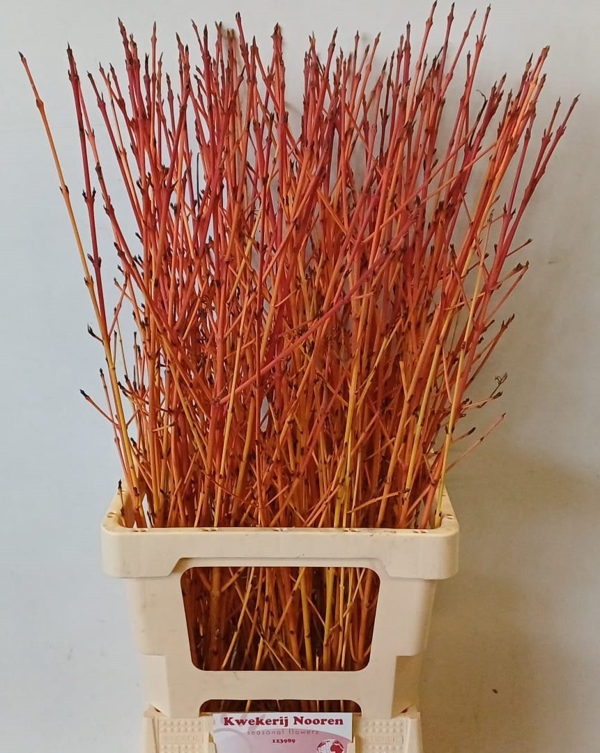 Корнус Винтер Беа 80, шт.