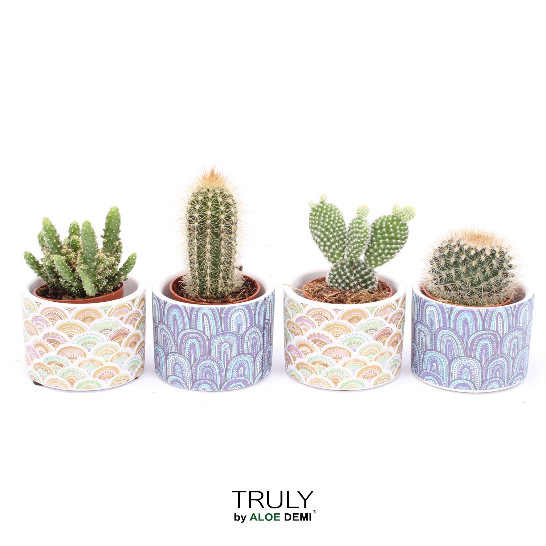 TRULY Cactus, Happy, D 7