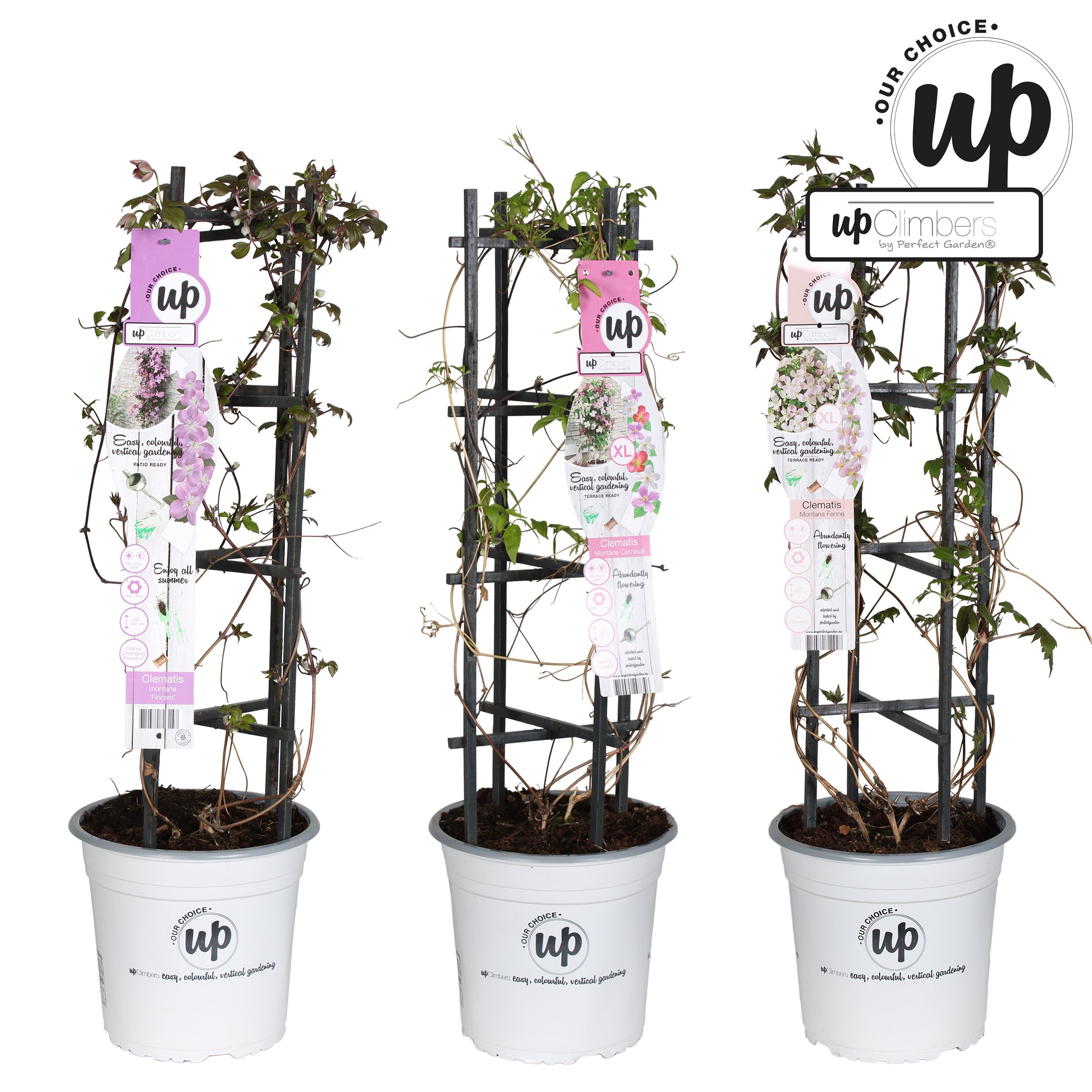 Clematis Montana Our Choice mix laag P23, D 23