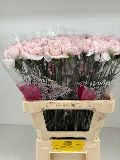 Диантус од. Брайдал Дамаскус (светло-роз.), шт.