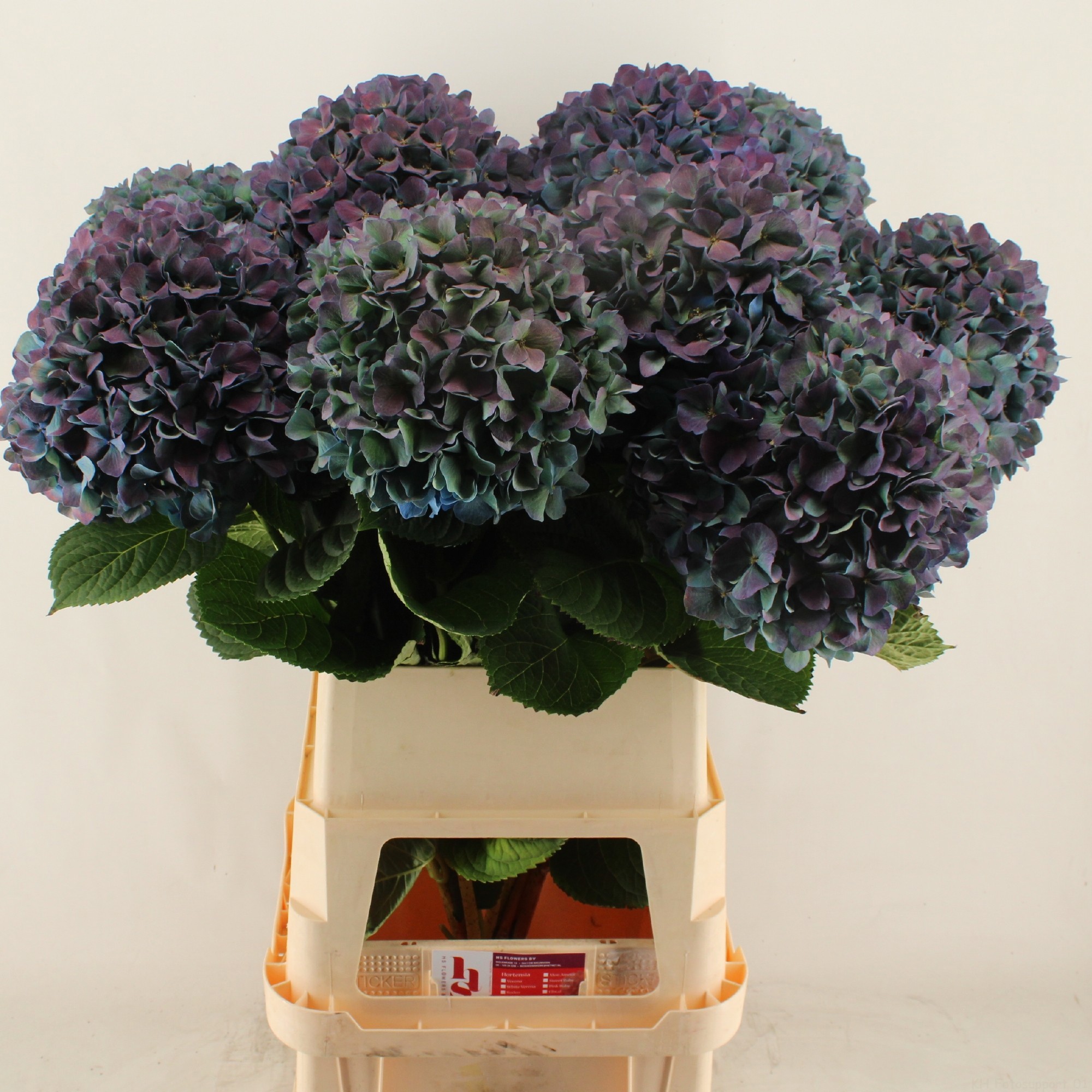 Гортензия Пимпернел Классик 100, шт.