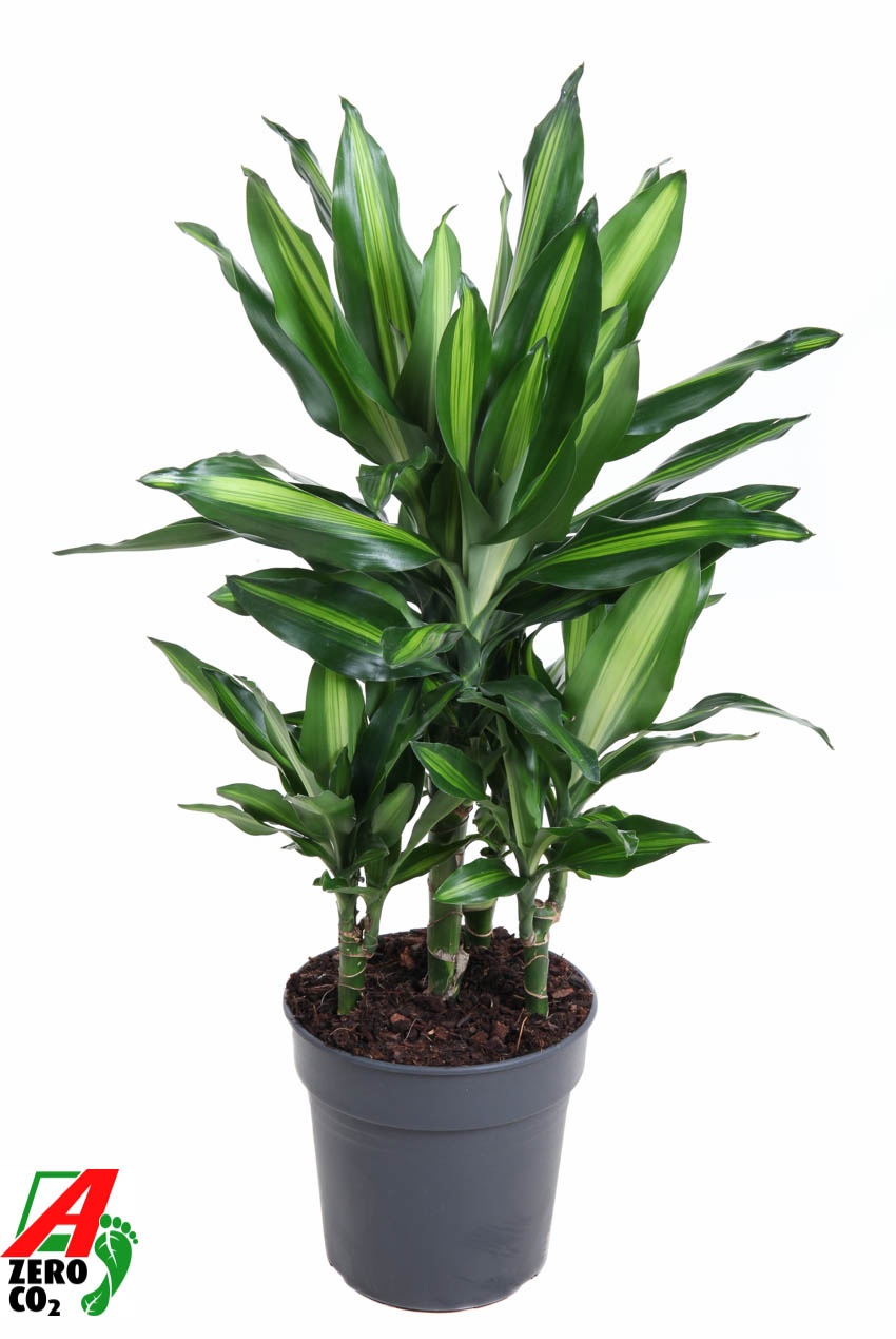 Dracaena Cintho 30-carrousel, D 21