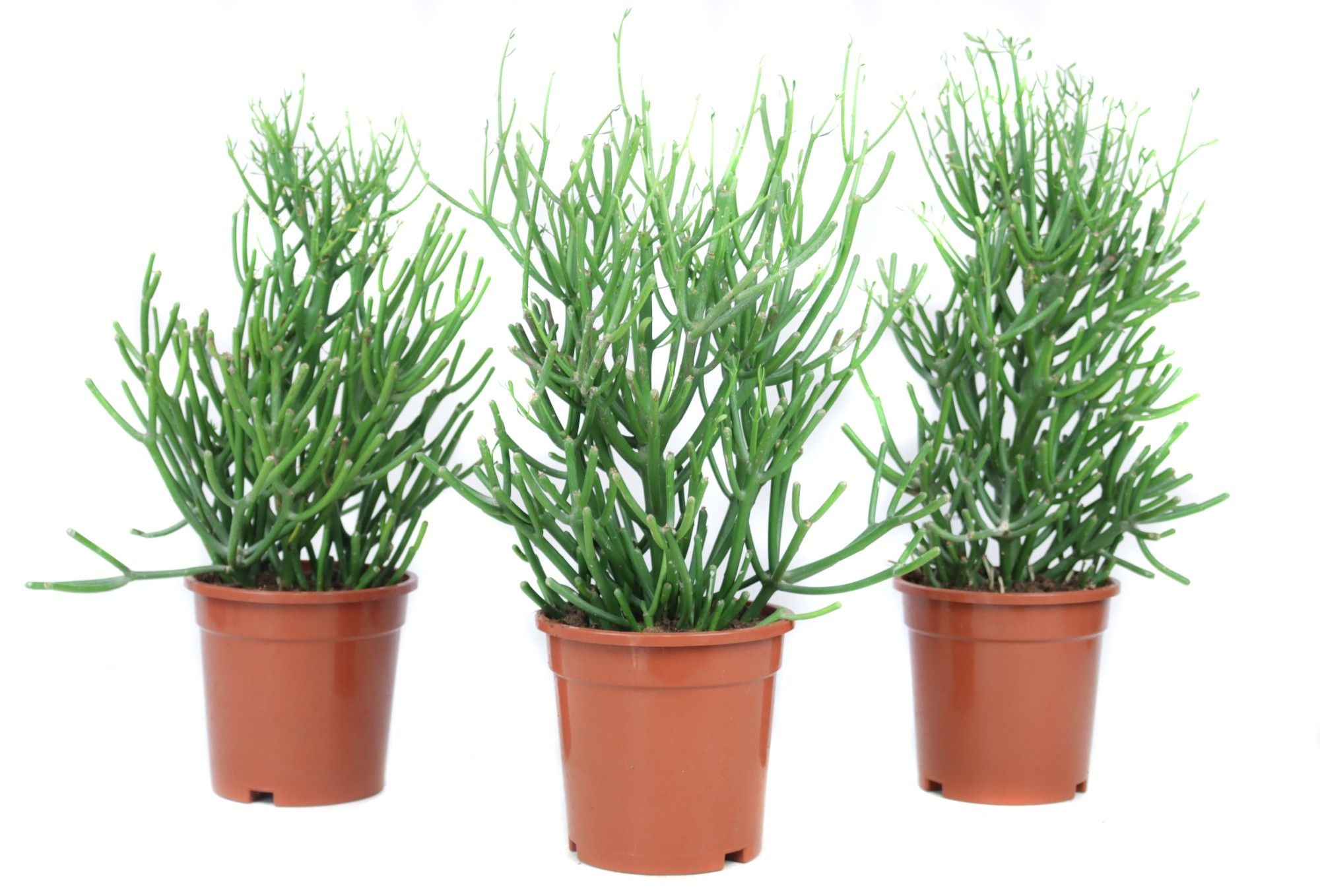 Euphorbia tirucalli 17 cm, D 17