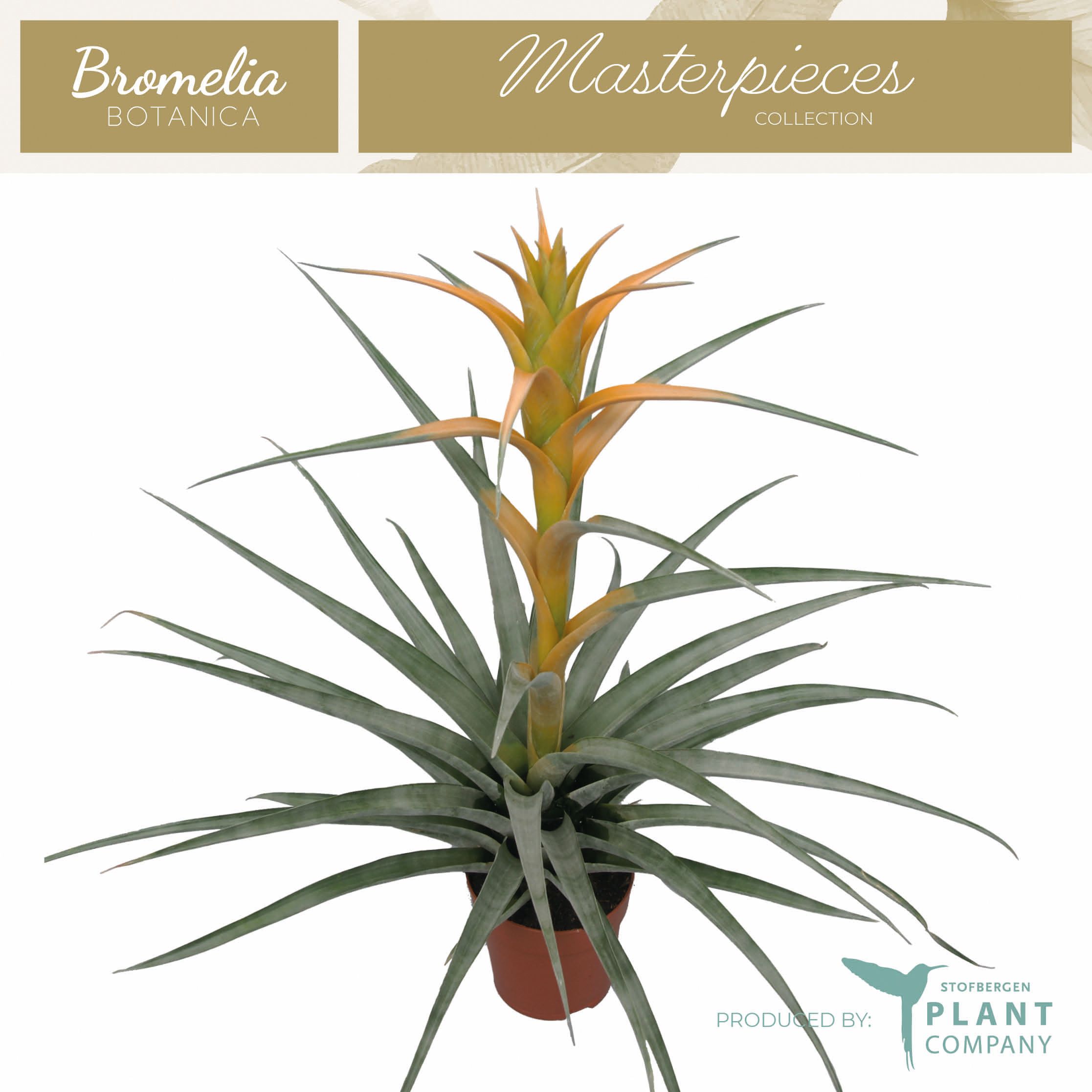 Tillandsia Maya Gold, D 12