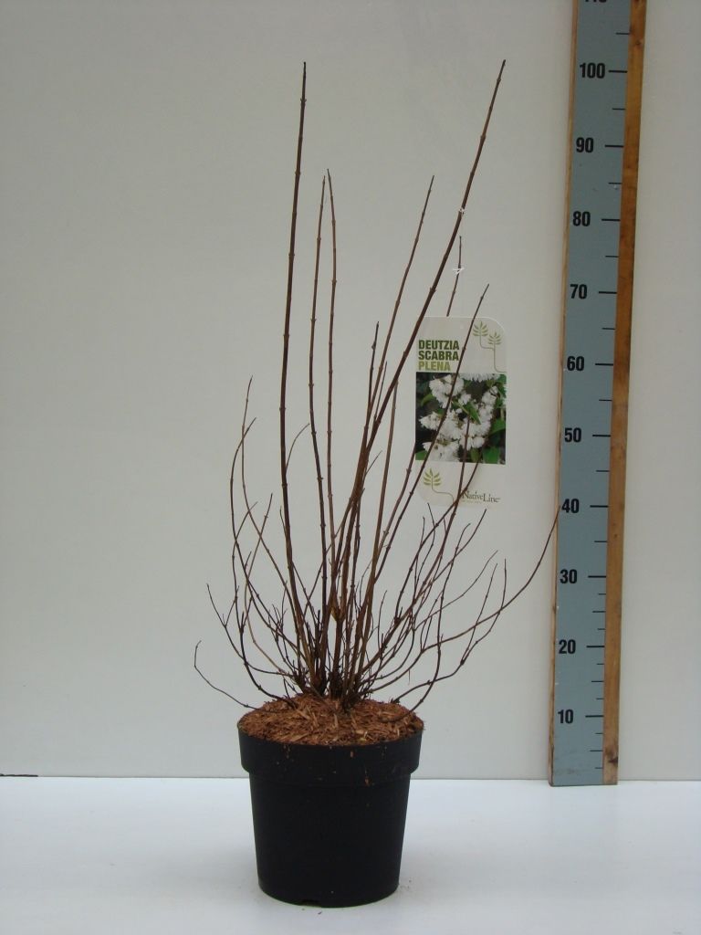 Deutzia scabra 'Plena' C 4,6, D 23