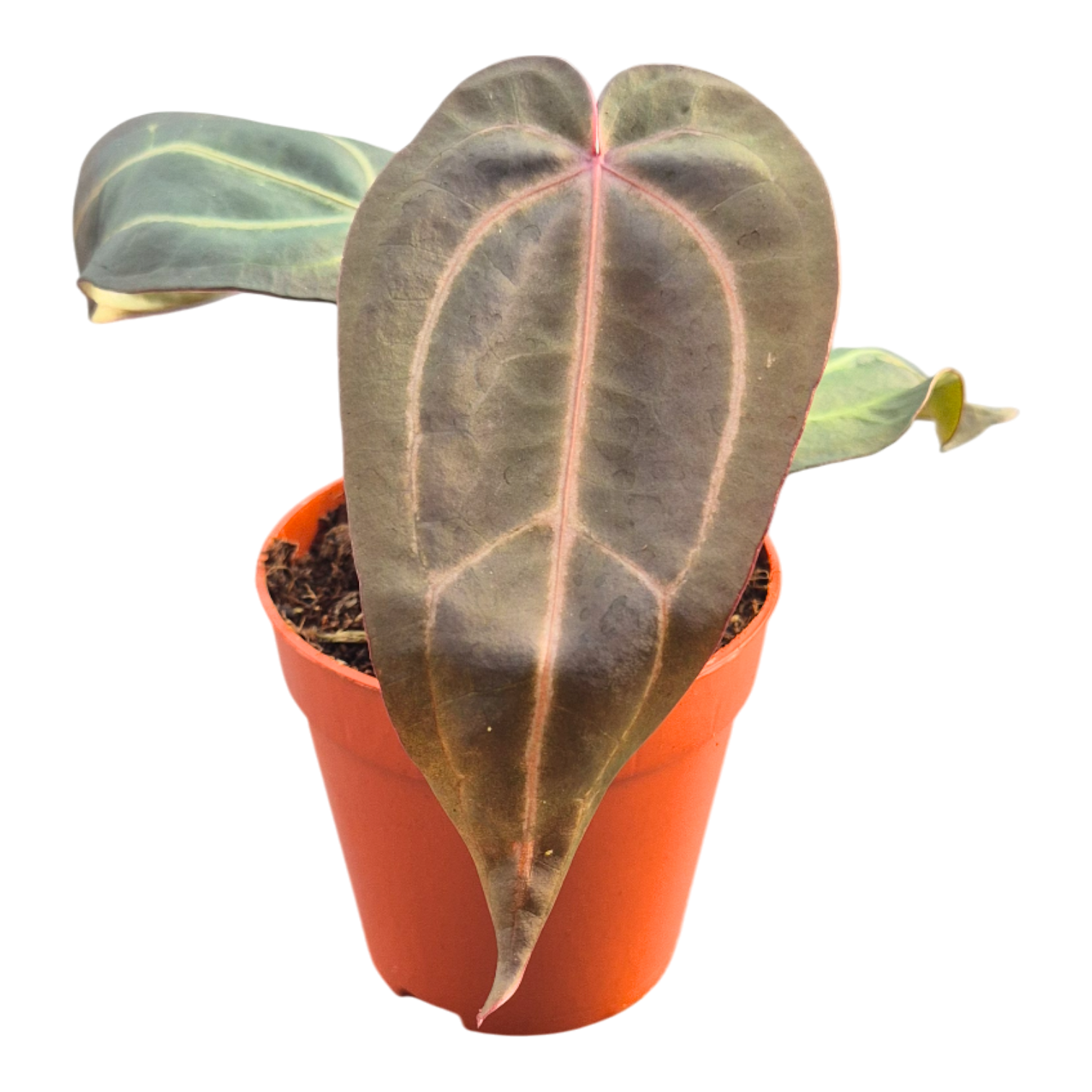 DocBlock Anthurium Dark & Handsome® '9' X Minerva® '20', D 9