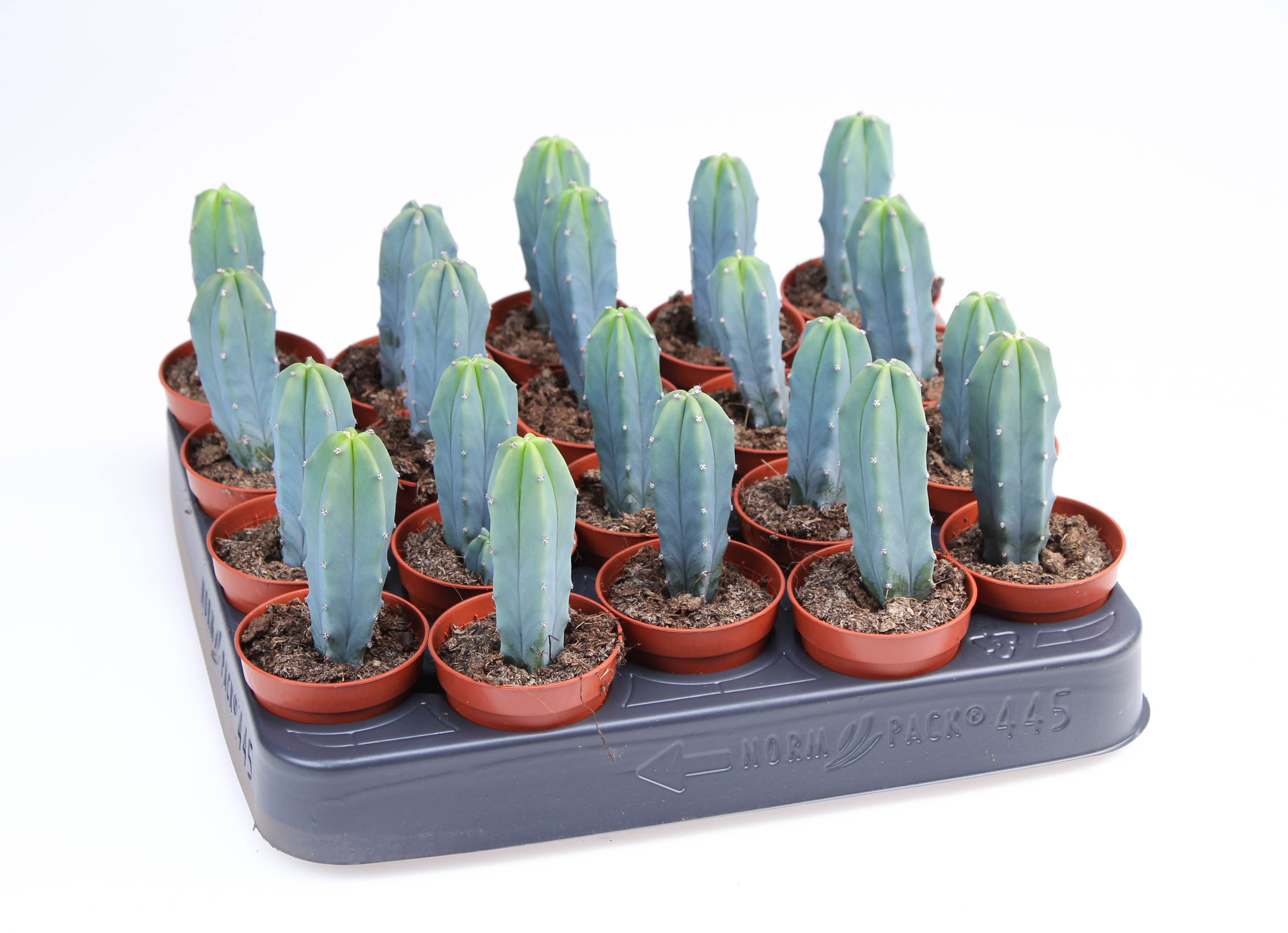 Myrtillocactus geometrizans, D 5,5