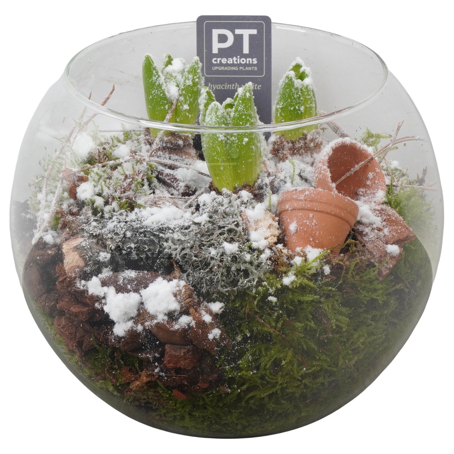 PTWH4078 Arrangement Winter Hyacint in glazen vissenkom, D 20