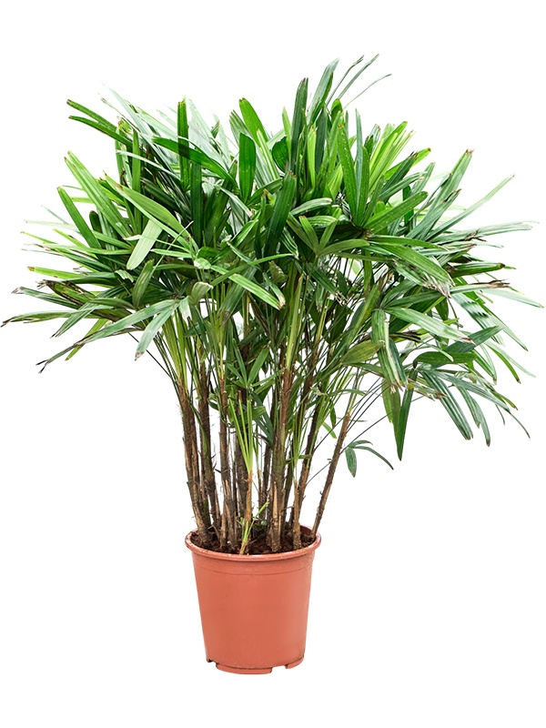 Rhapis excelsa, D 27 cm