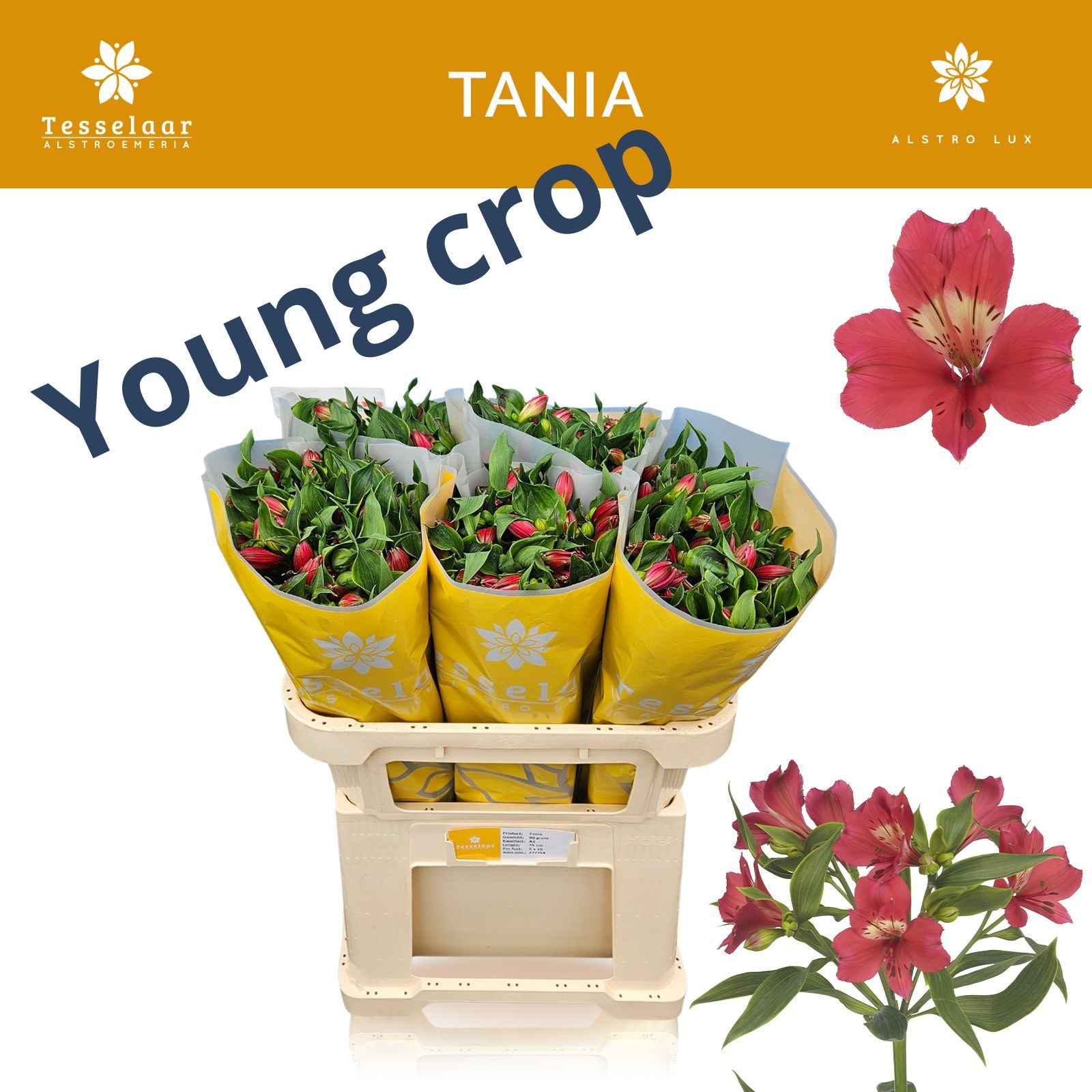 Альстромерия Таня, шт.