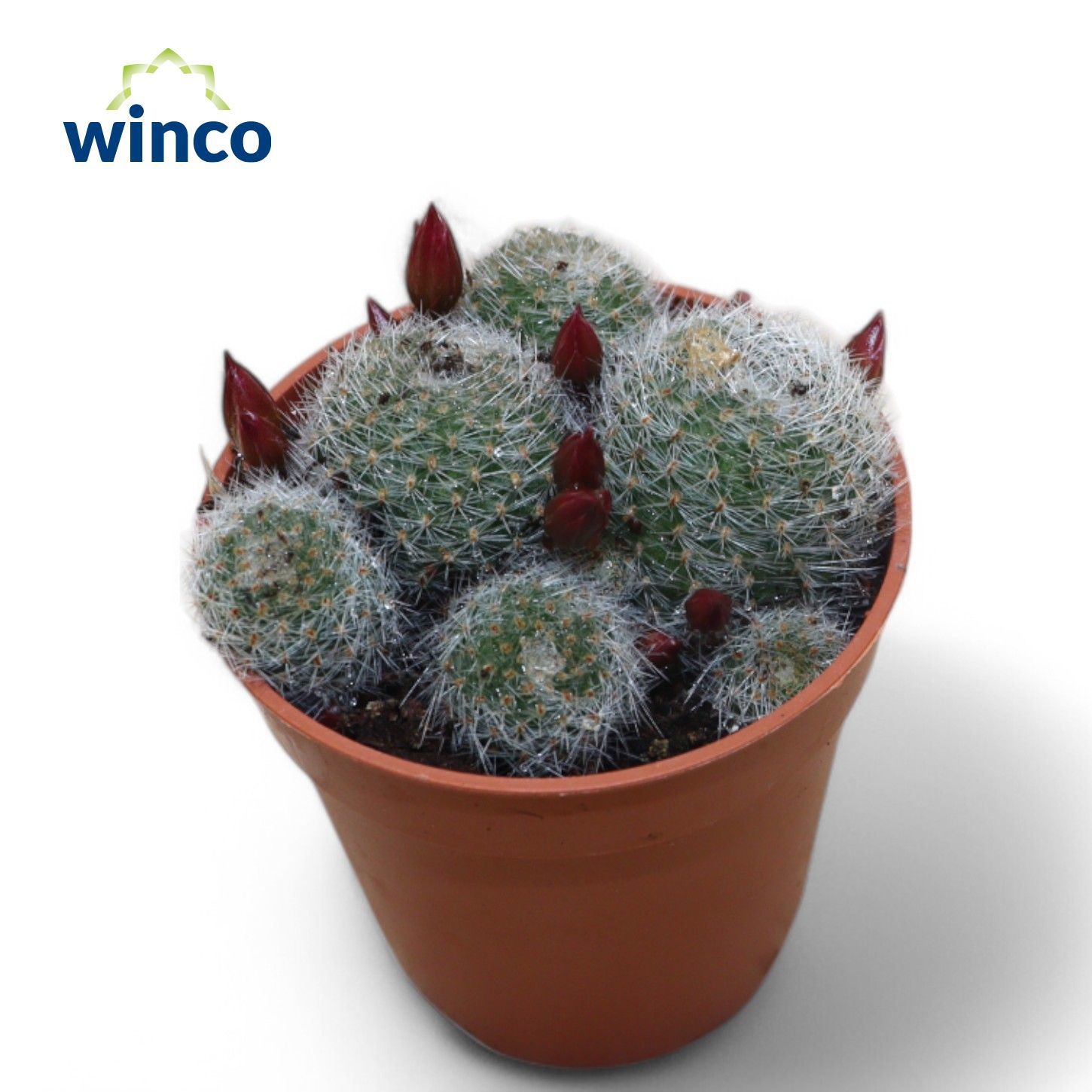 Rebutia Perplexa, D 5,5 cm