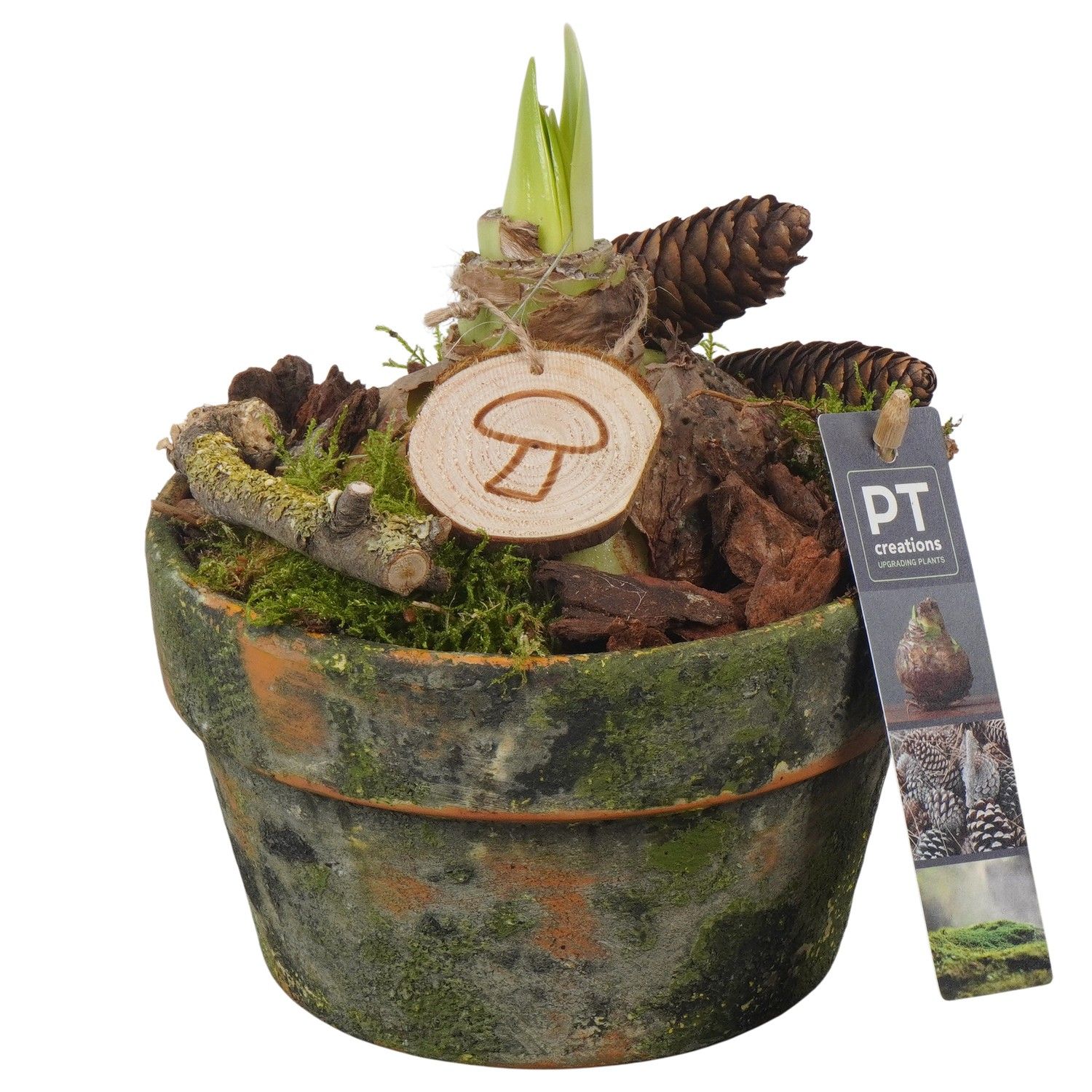 PTAA7522 Arrangement Amaryllis in terracotta pot, D 15 cm