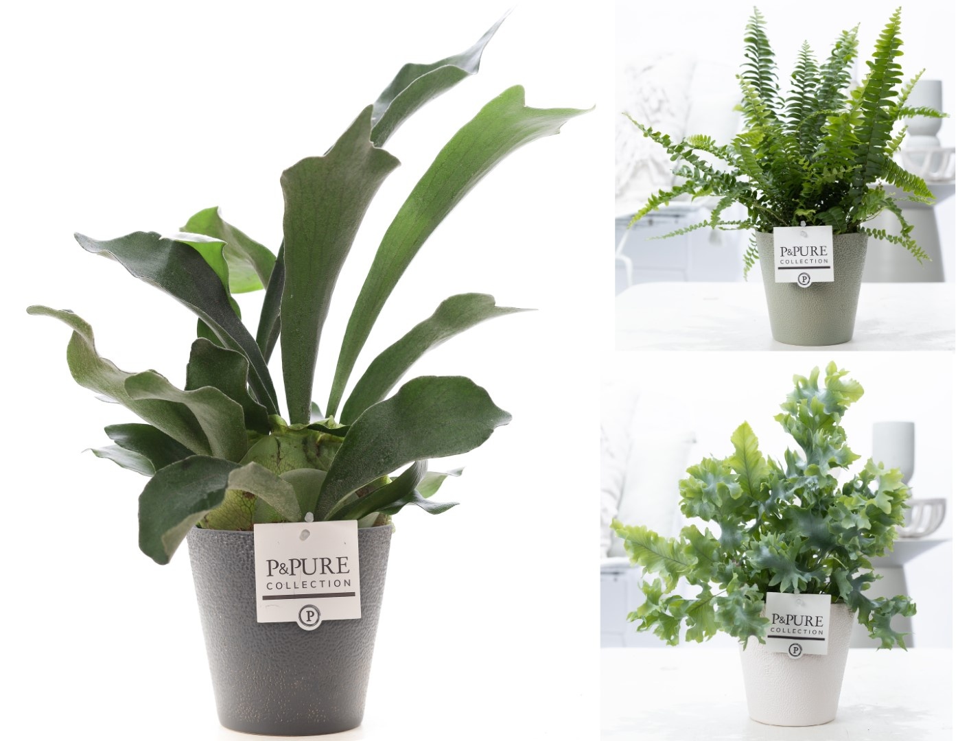 Varens gemengd in P&PURE Ruby ceramics ass.3, D 12