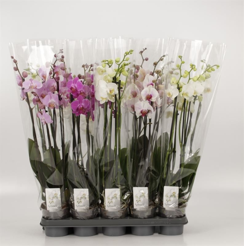 Phalaenopsis gemengd 4 Tak Mix, D 12