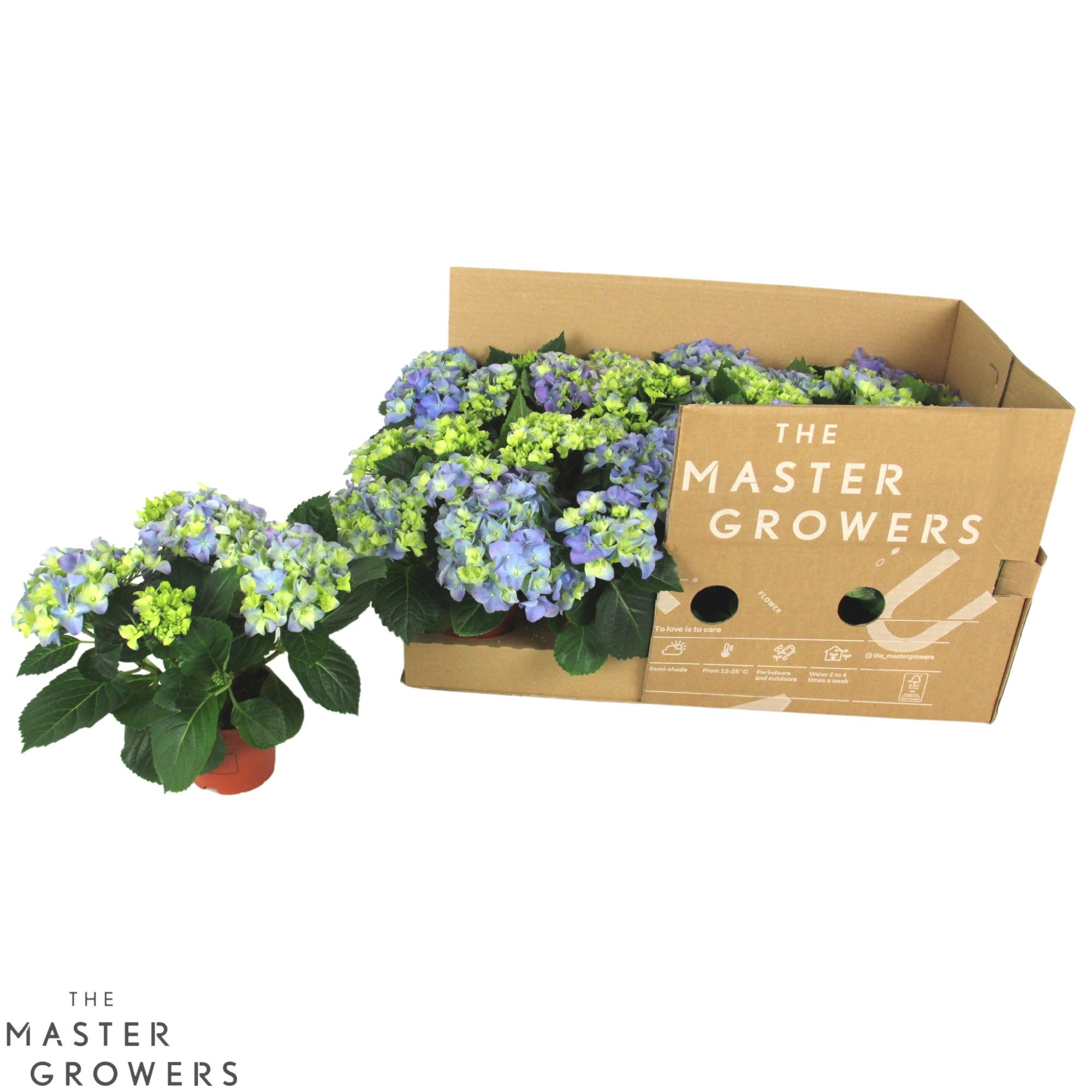 Hydrangea macr. 10cm Blauw 3+ bloem ECO, D 10
