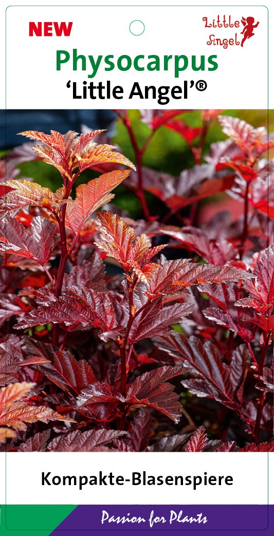 Physocarpus op. 'Little Angel' 50-60C5, D 23 cm