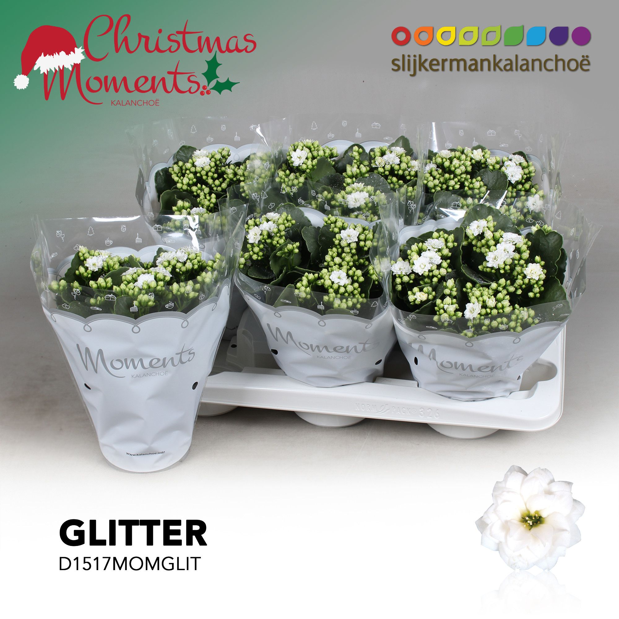 Kalanchoe Moments - White with glitter - kerst, D 15 cm Kalanchoe Moments - White with glitter - kerst, D 15 cm