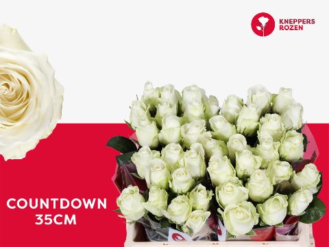 Роза од. Каунтдаун! 35, шт.