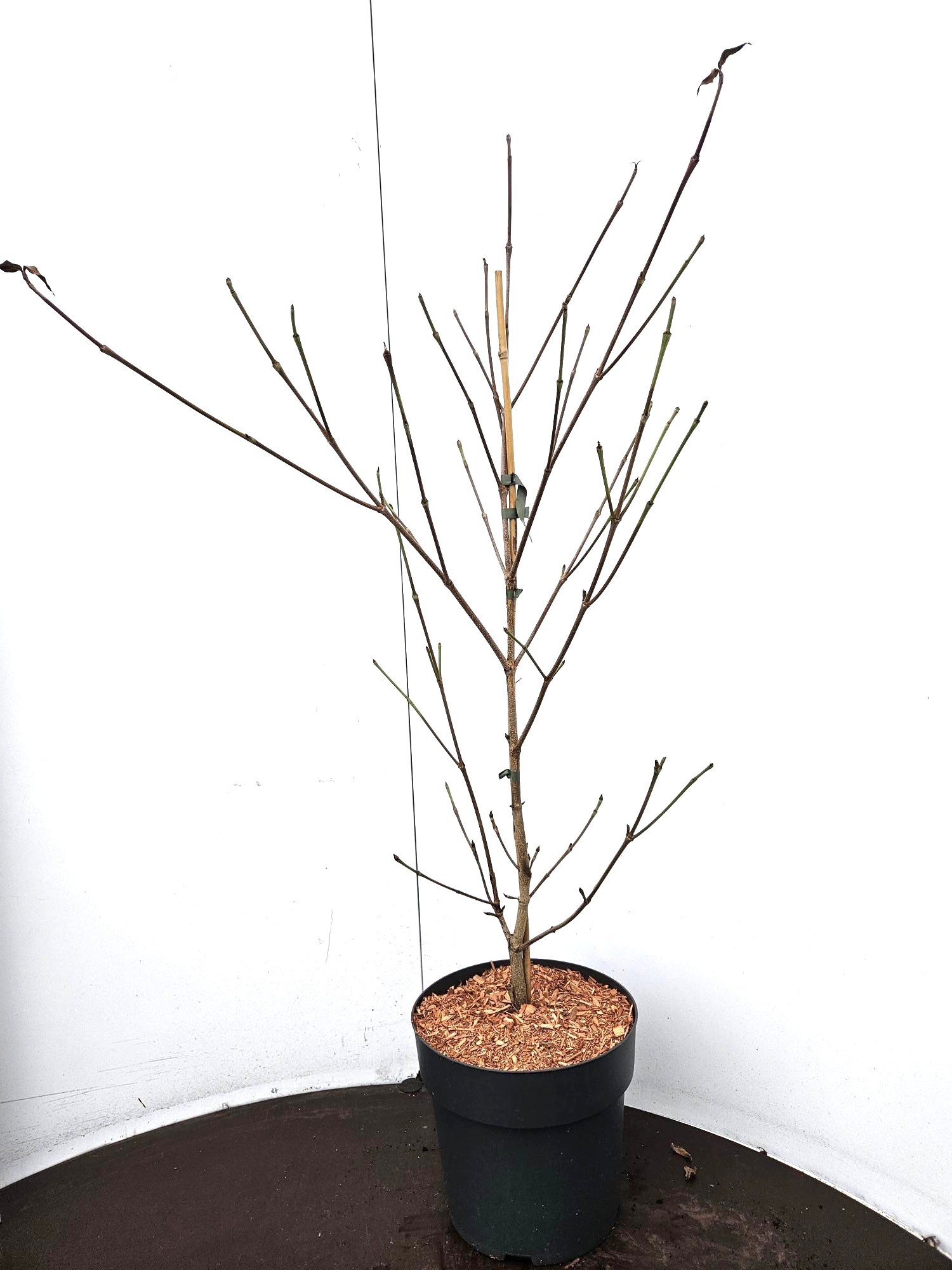 Cornus kousa China Girl, D 24