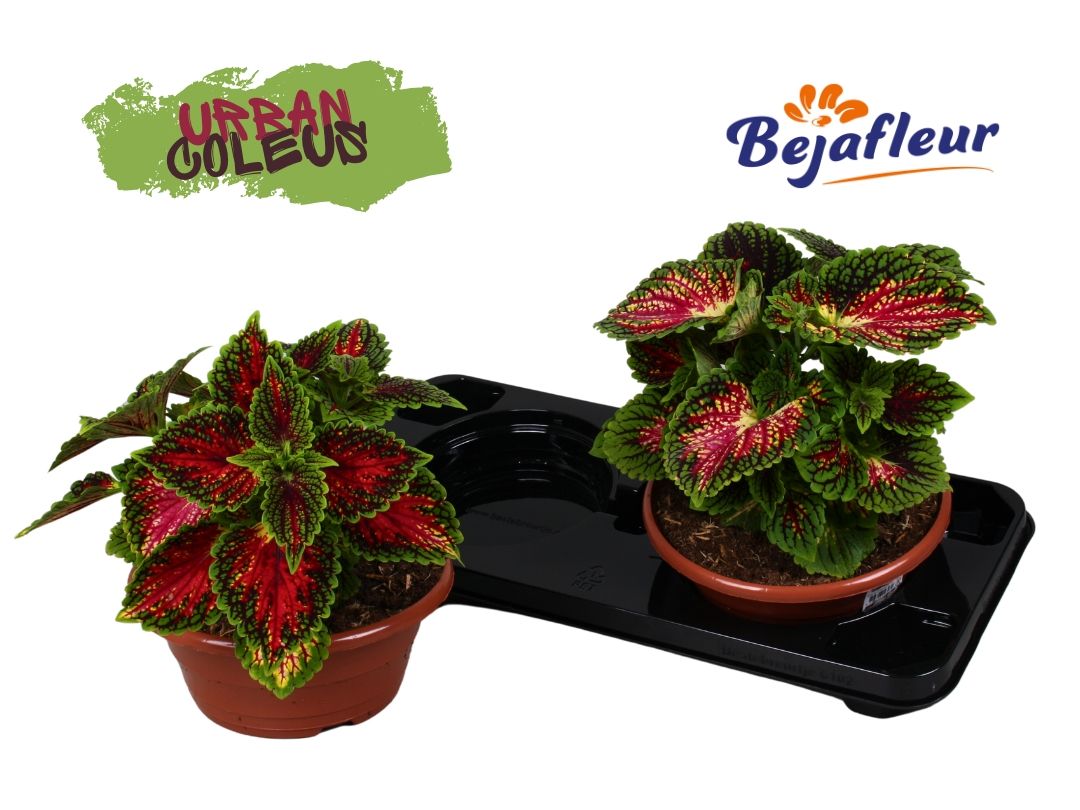 Coleus Spacecake 23cm schaal, D 23