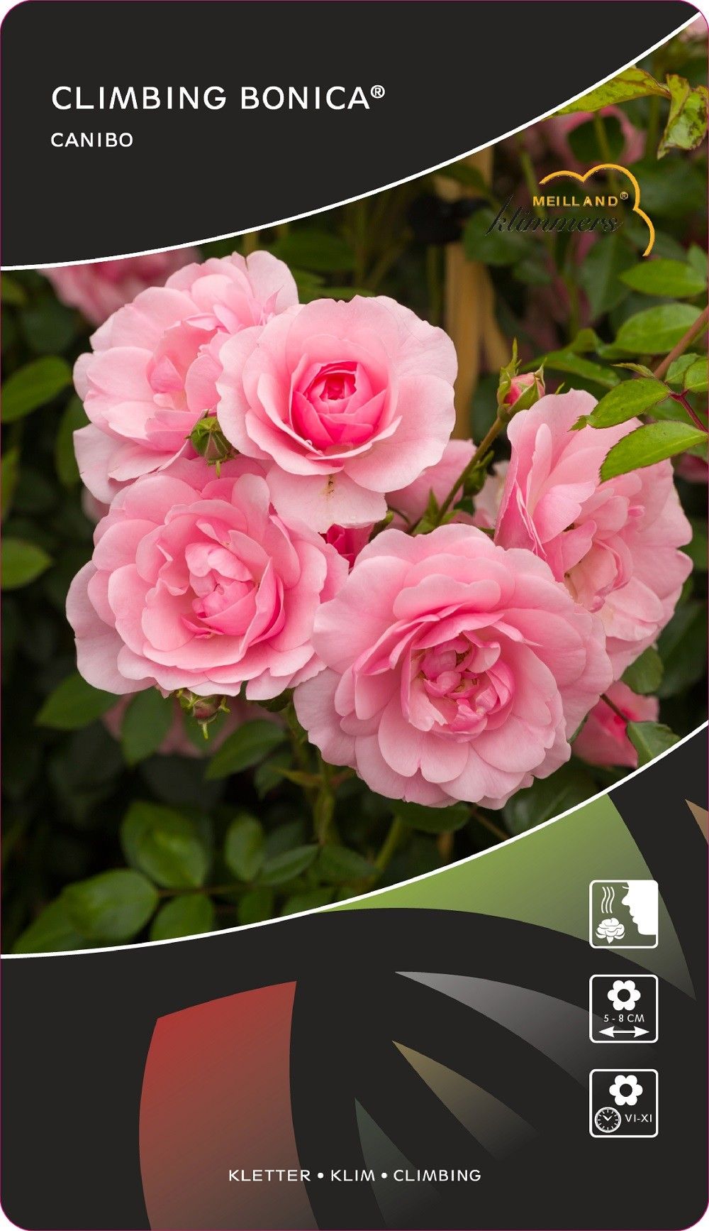 Rosa (K) Climbing Bonica®, D 17