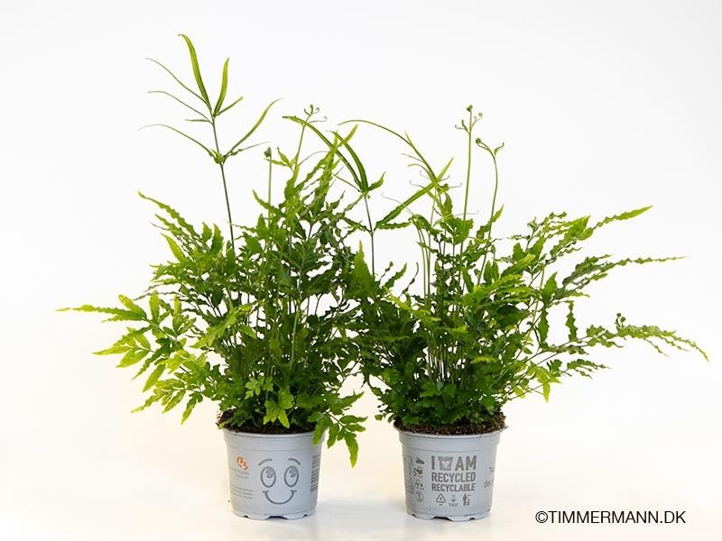 PTERIS ENSIFORMIS 'EVERGREEN', D 9 cm