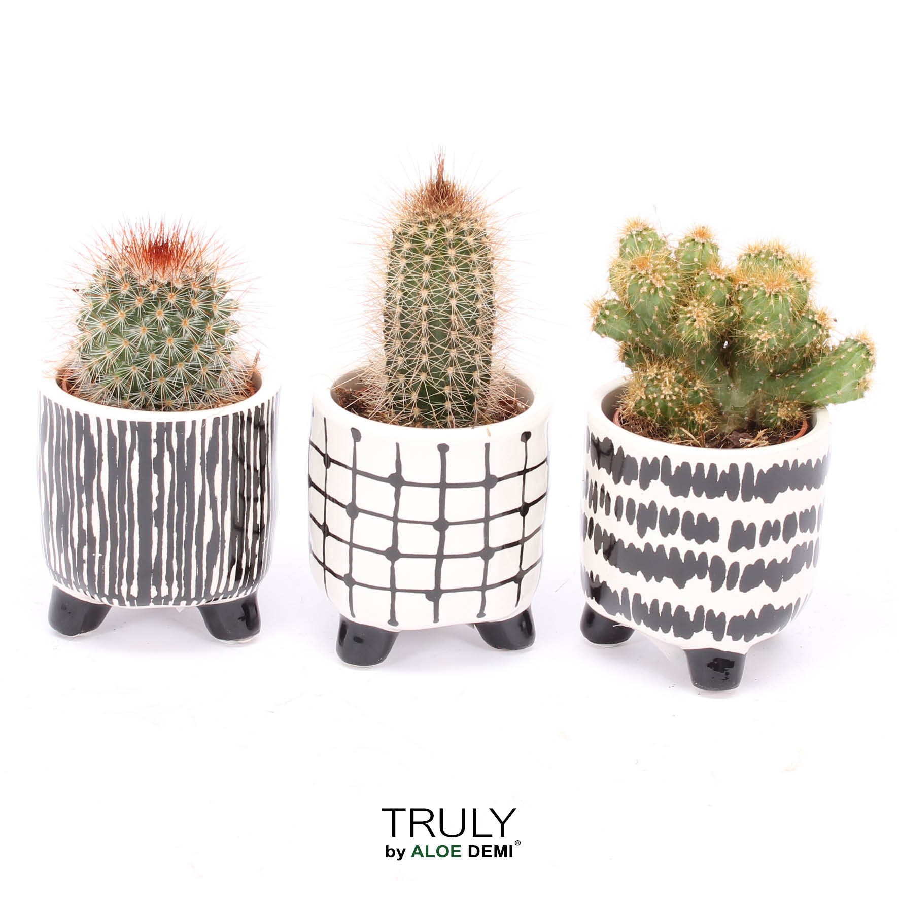 TRULY Cactus, Black White, D 7
