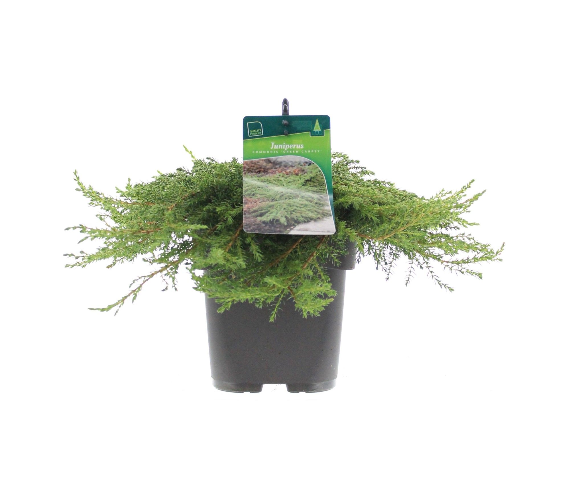 Juniperus communis 'Green Carpet', D 19