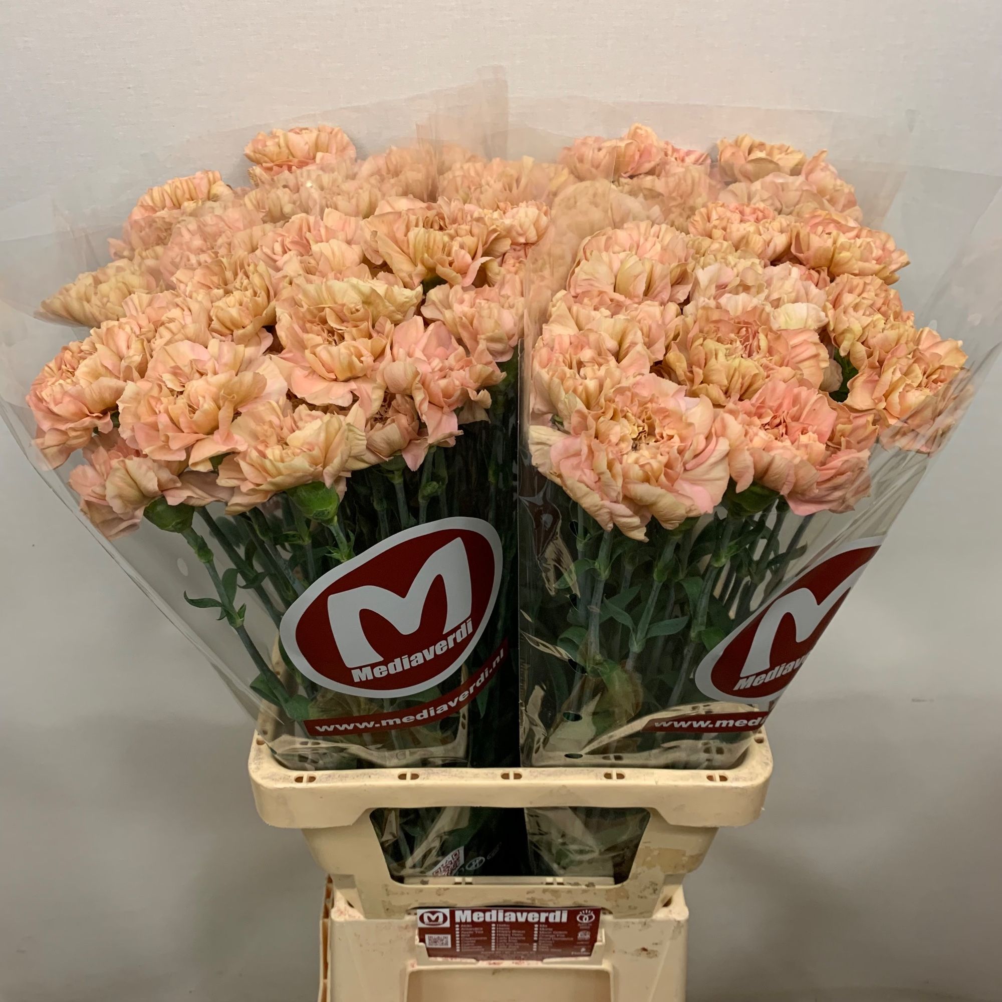 Диантус од. Саона+, шт.