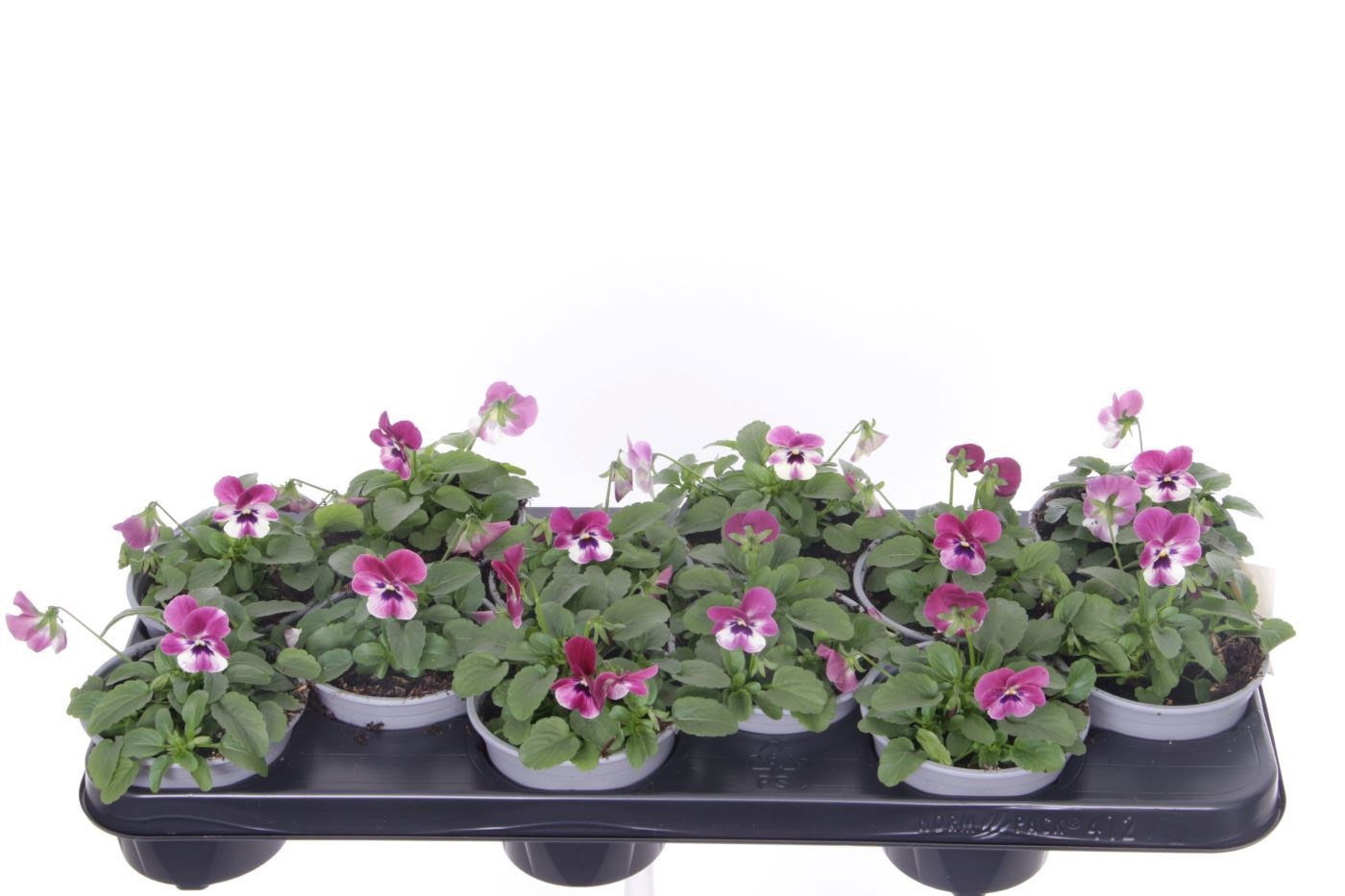 Viola cornuta Sorbet Raspberry, D 11 cm