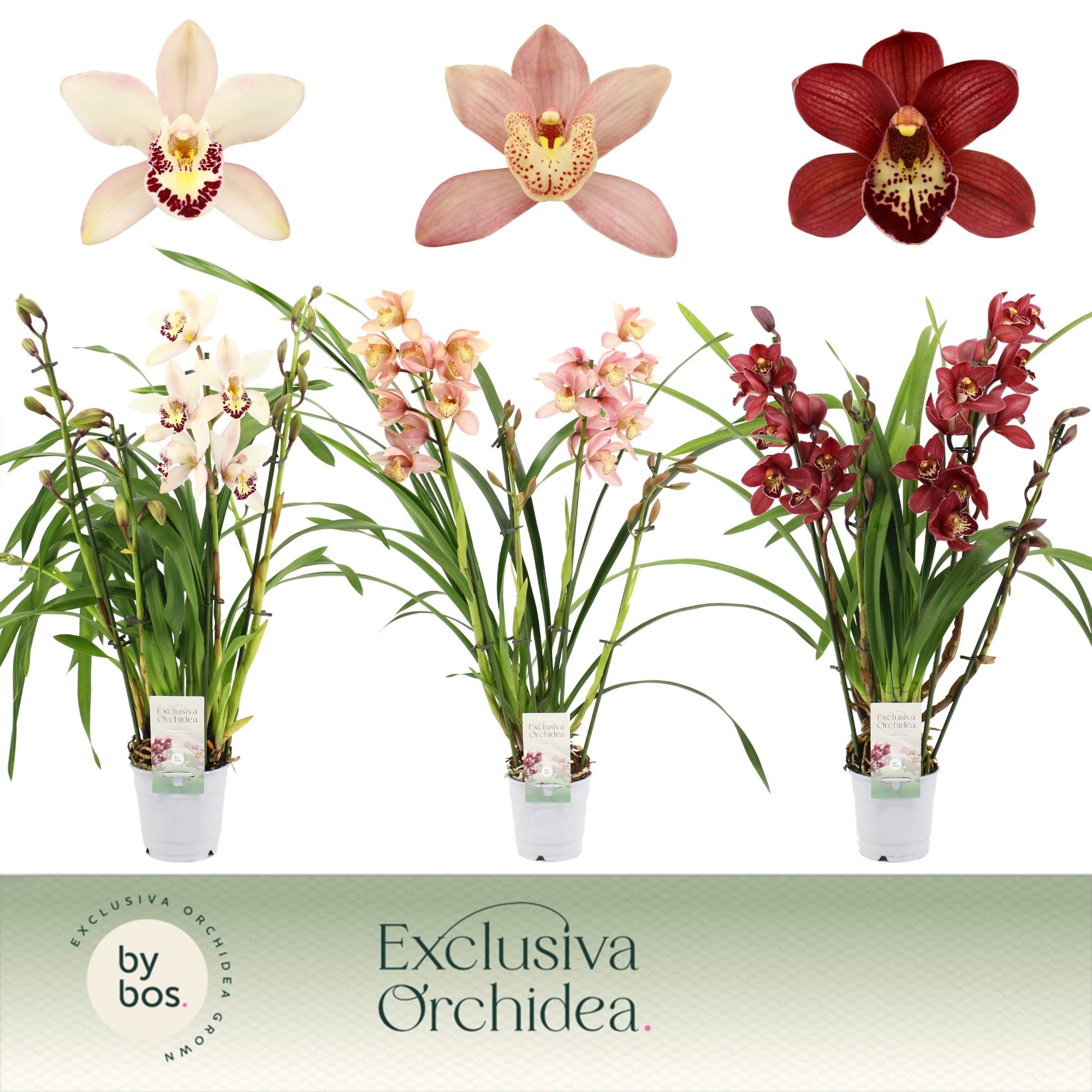 Cymbidium, Mix 4-spike 'Exclusiva Orchidea', D 12