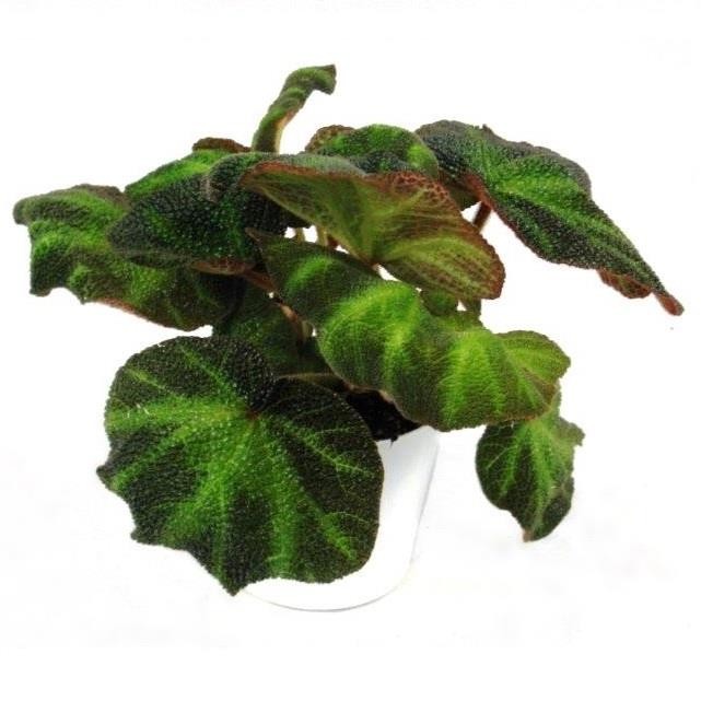 BEGONIA REX-HYBRID 'Decora', D 12