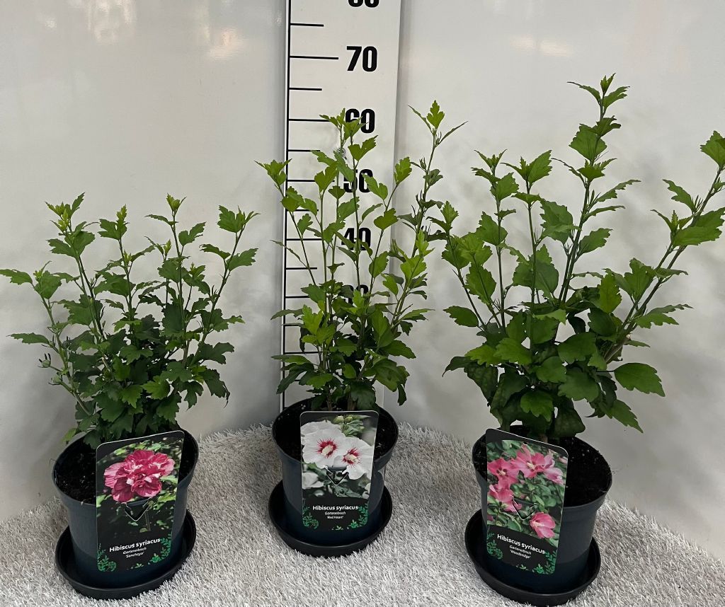 Hibiscus syriacus in Sorten, D 19