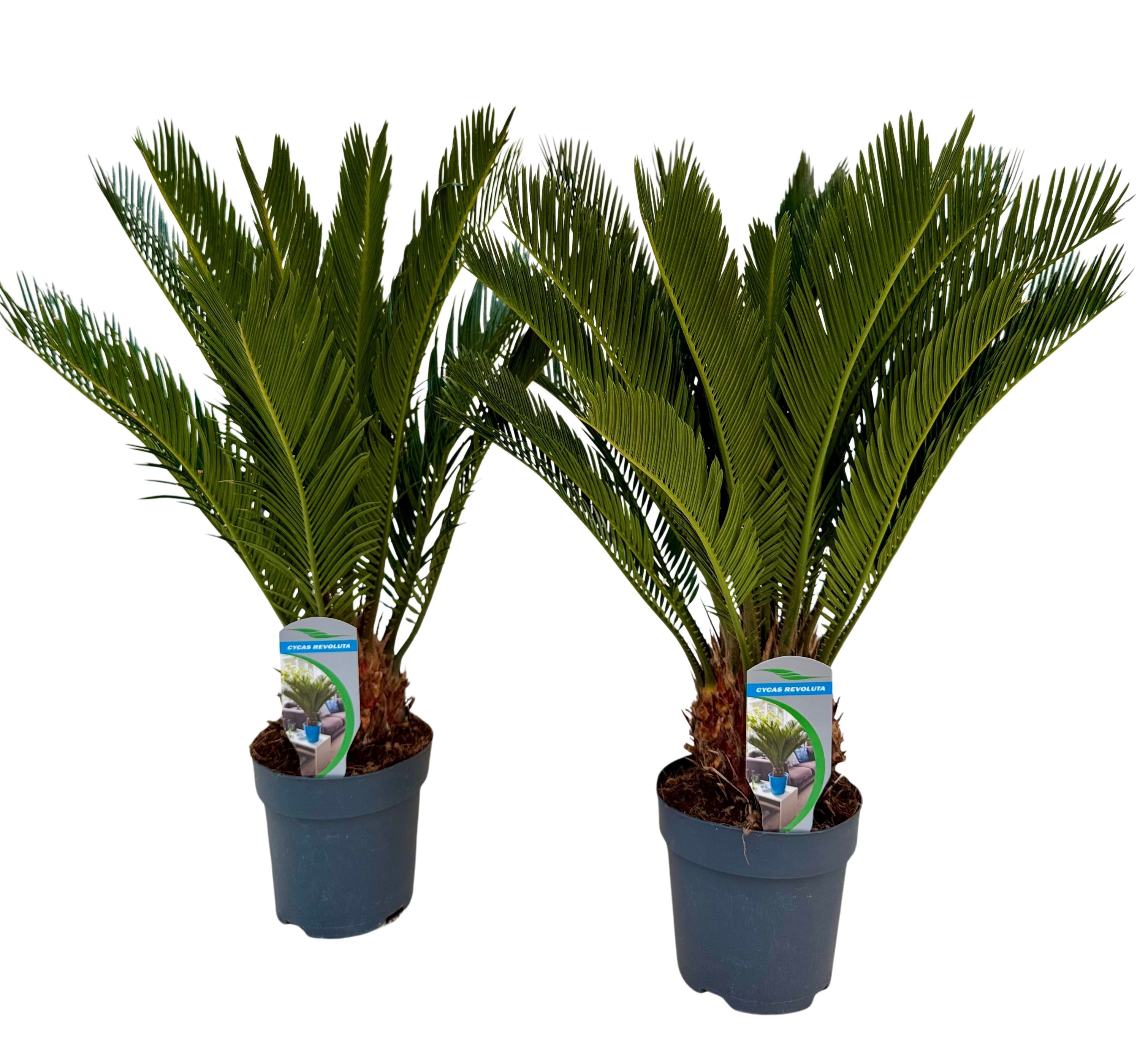 Cycas revoluta P14 XL, D 14
