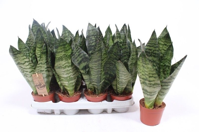 Sansevieria zeylanica compacta, D 9