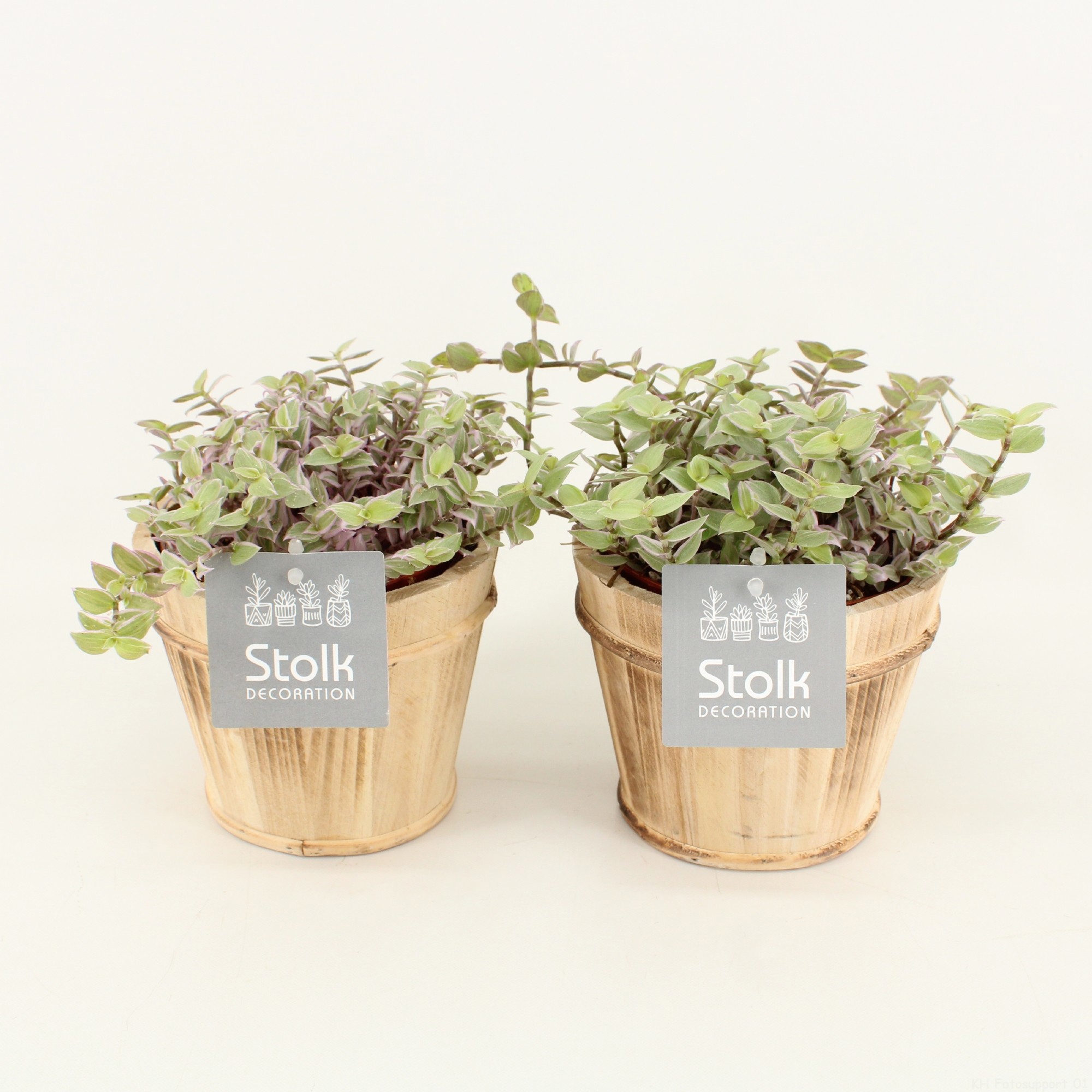 Callisia Rosata in Wood Bruin, D 13