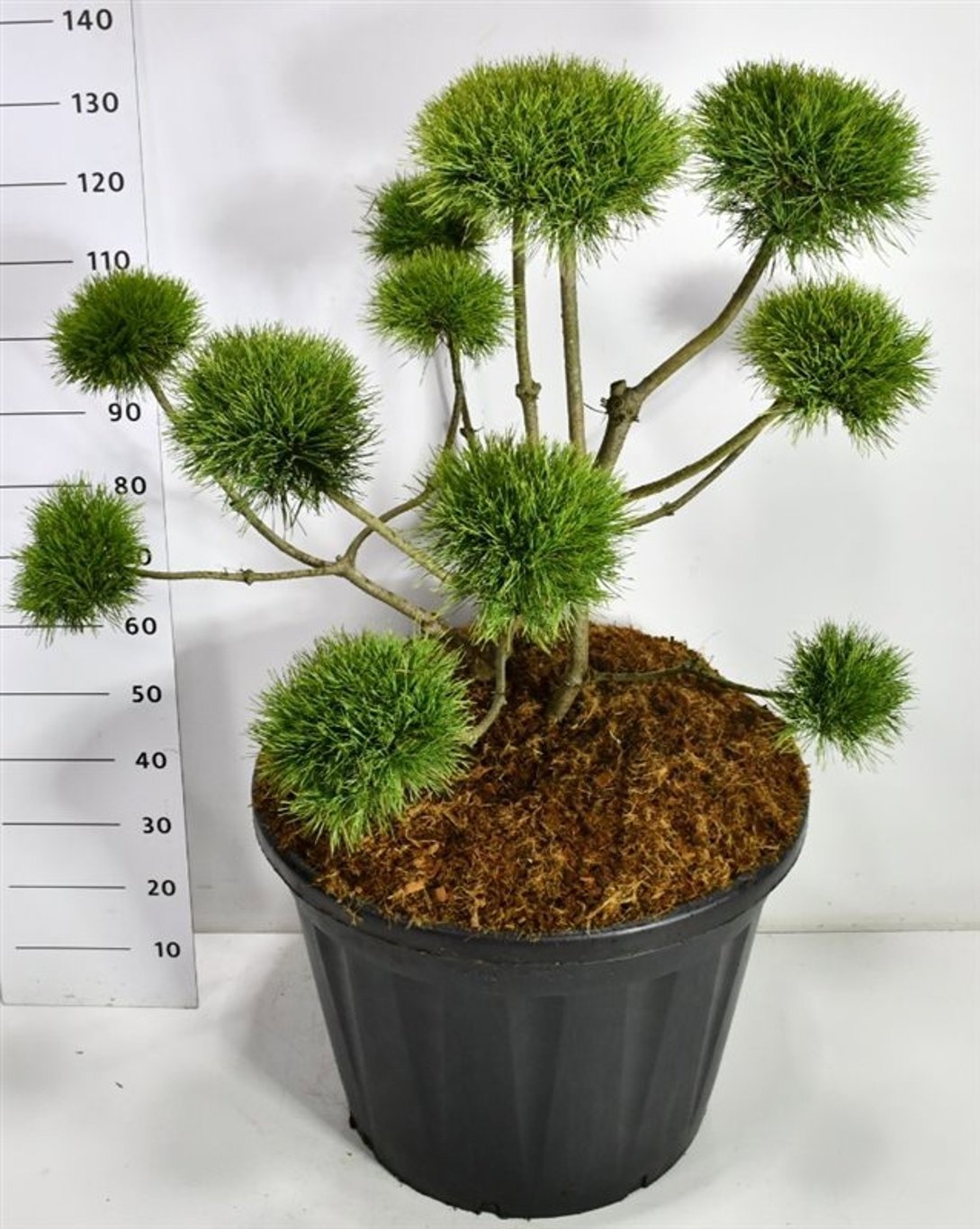 Pinus sylv. 'Norske Typ', D 65